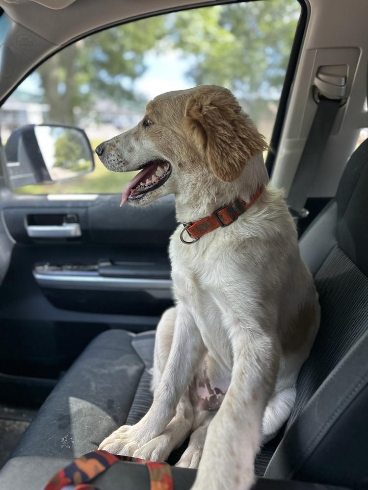 Dale, Adopted, Young Male Labrador Retriever & Great Pyrenees.