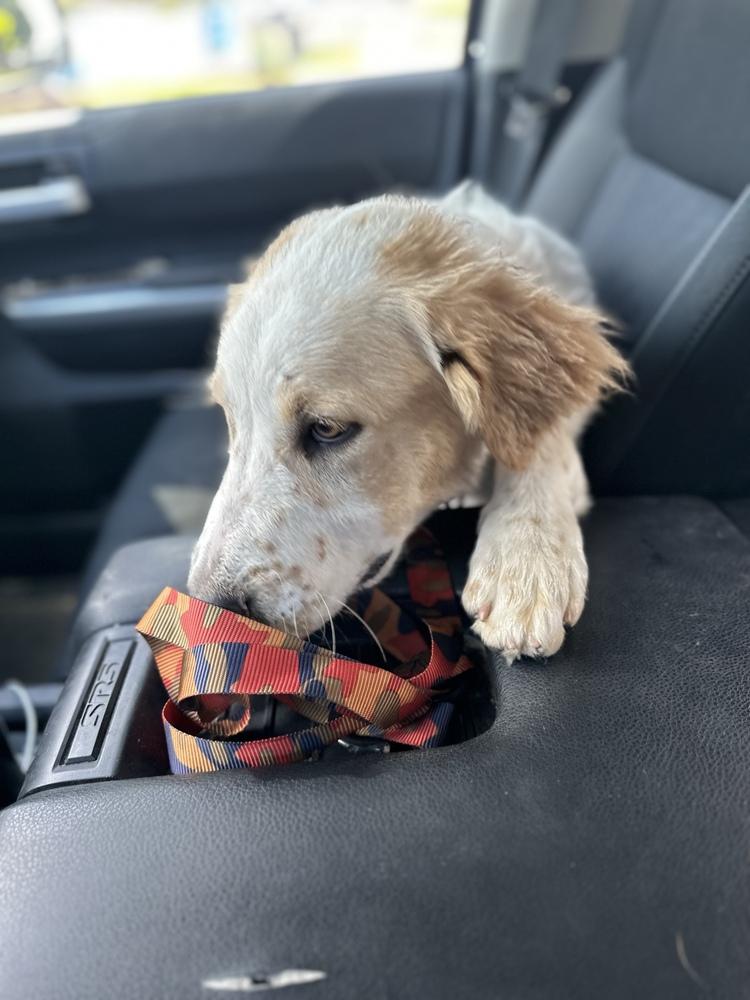 Enlarge Dale, a Adopted mixed breed in Tulsa, OK image 2/6