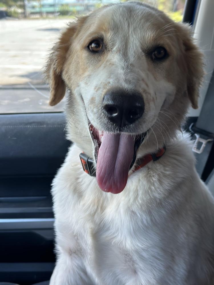 Enlarge Dale, a Adopted mixed breed in Tulsa, OK image 3/6