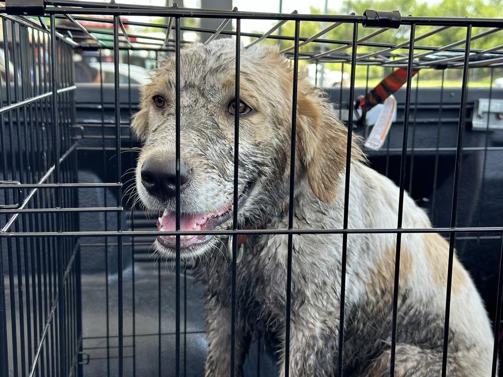 Enlarge Dale, a Adopted mixed breed in Tulsa, OK image 4/6