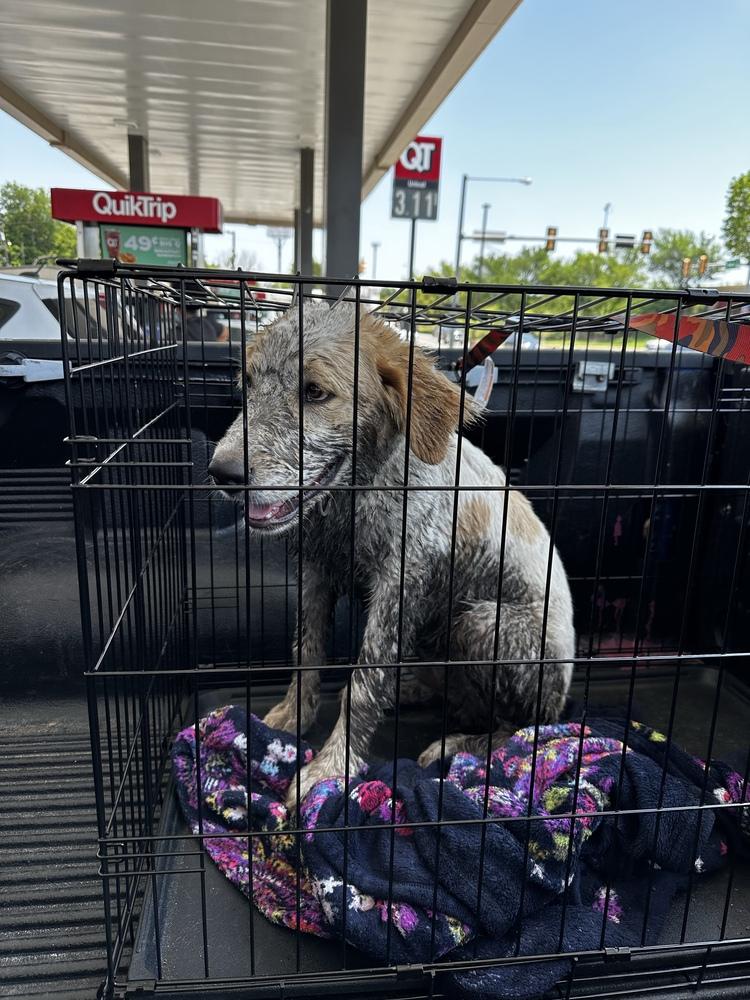 Enlarge Dale, a Adopted mixed breed in Tulsa, OK image 5/6