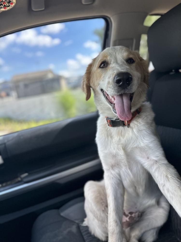 Enlarge Dale, a Adopted mixed breed in Tulsa, OK image 6/6