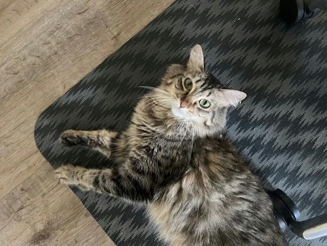 Fish N Chips, Adoptable, Young Female Domestic Medium Hair.