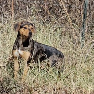 Iris - Courtesy Listing, a Adoptable Catahoula Leopard Dog in Weatherford, TX image 1/2