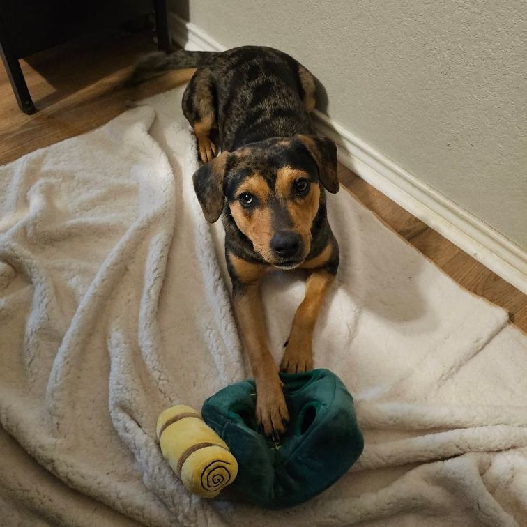 Iris - Courtesy Listing, a Adoptable Catahoula Leopard Dog in Weatherford, TX image 2/2