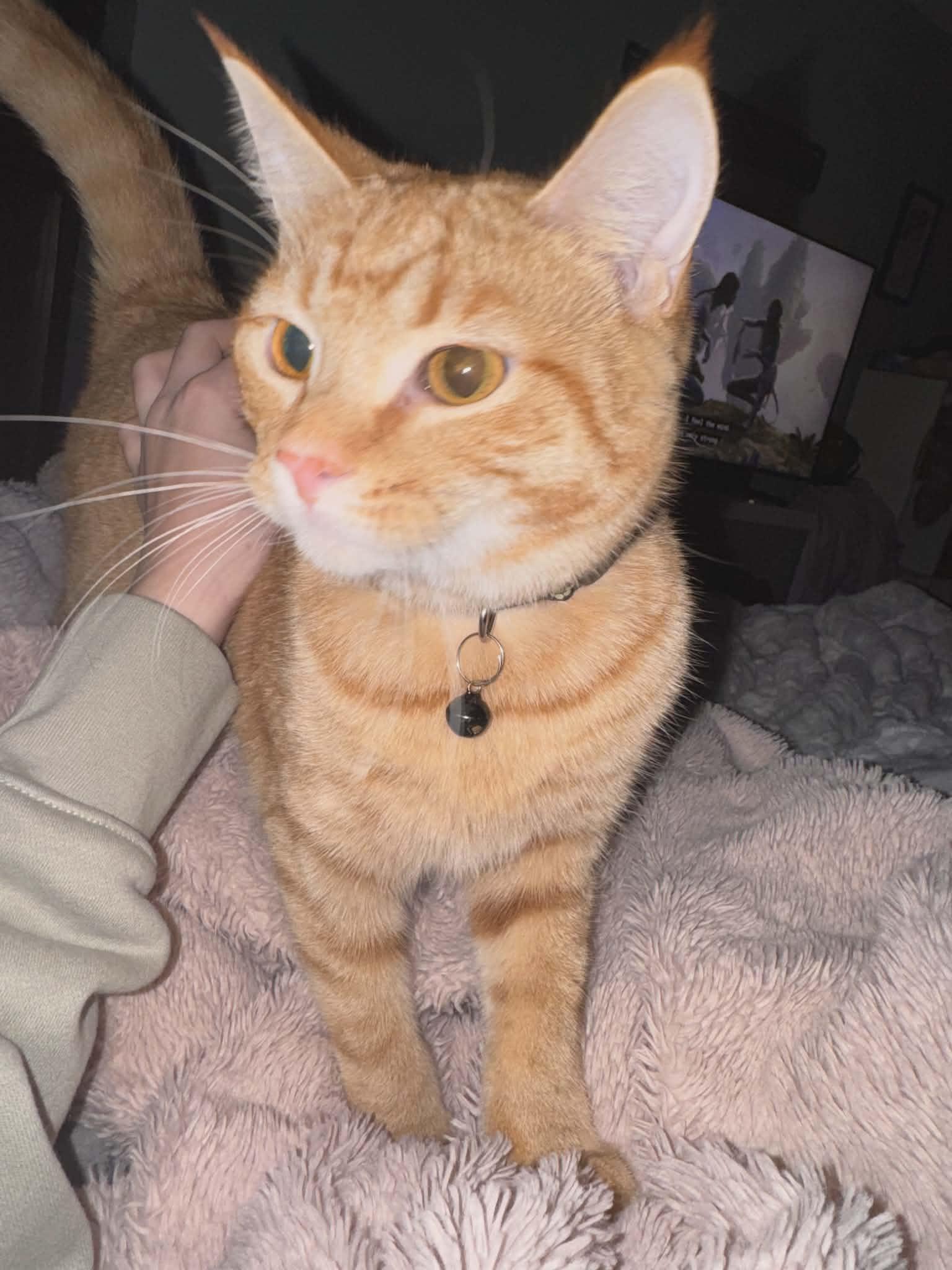 Enlarge Star - Playful and sweet, a Adoptable Domestic Short Hair in Racine, WI image 3/6