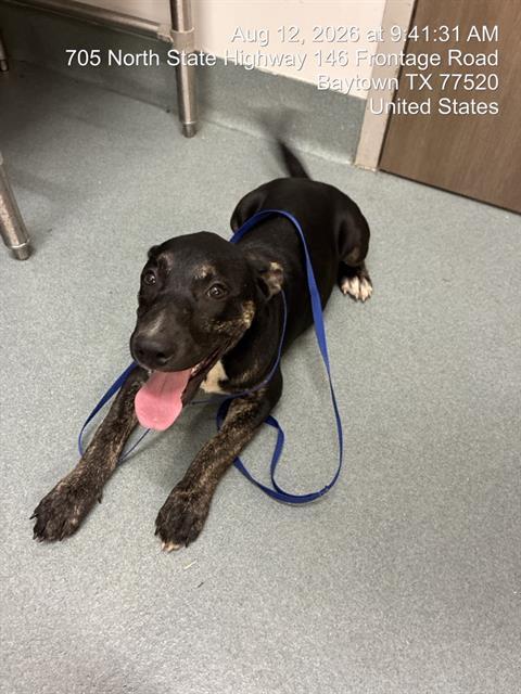 ZURI, Adoptable, Puppy Female Pit Bull Terrier & Labrador Retriever.