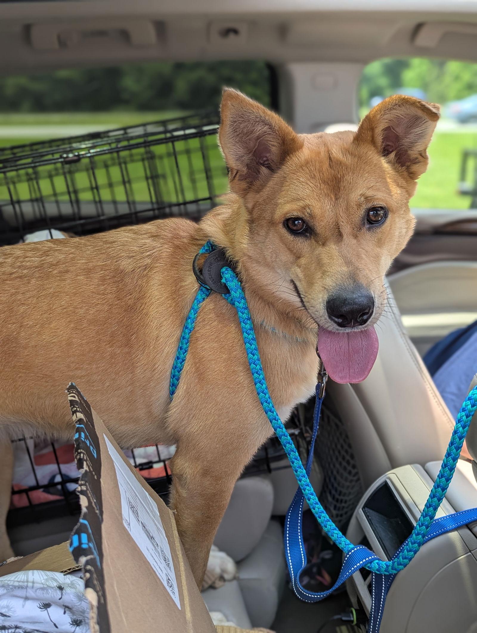 Miley - Apple Orchard Mom, Adopted, Adult Female Shepherd.