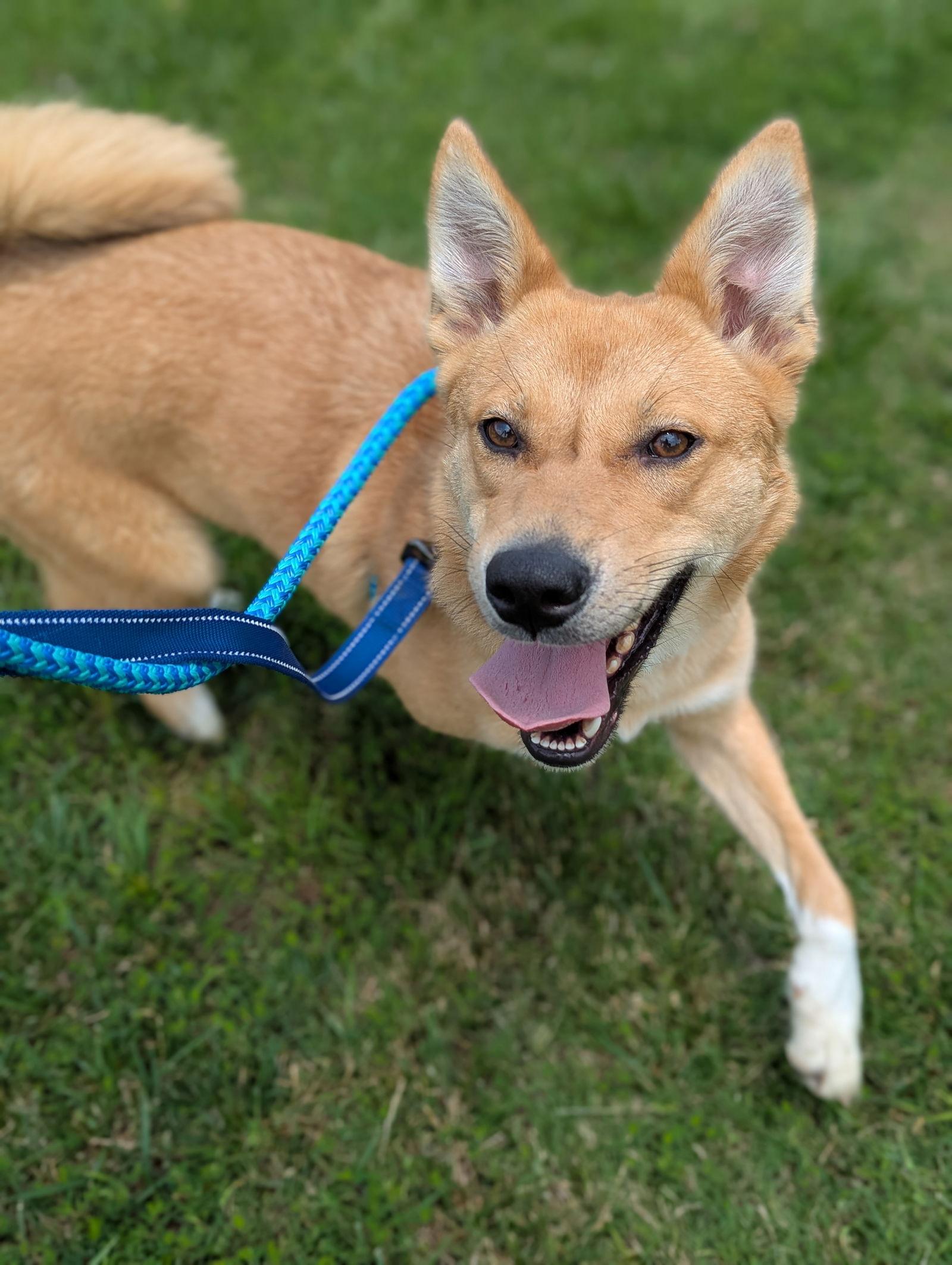 Miley - Apple Orchard Mom, a Adopted Shepherd in Holly Springs, NC image 2/3