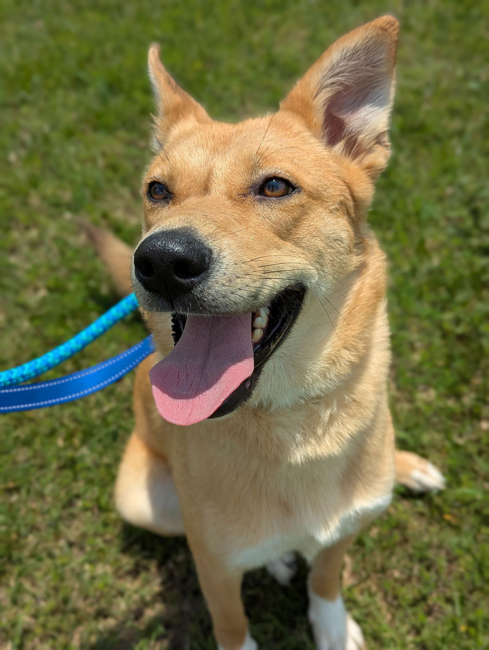 Miley - Apple Orchard Mom, a Adopted Shepherd in Holly Springs, NC image 3/3