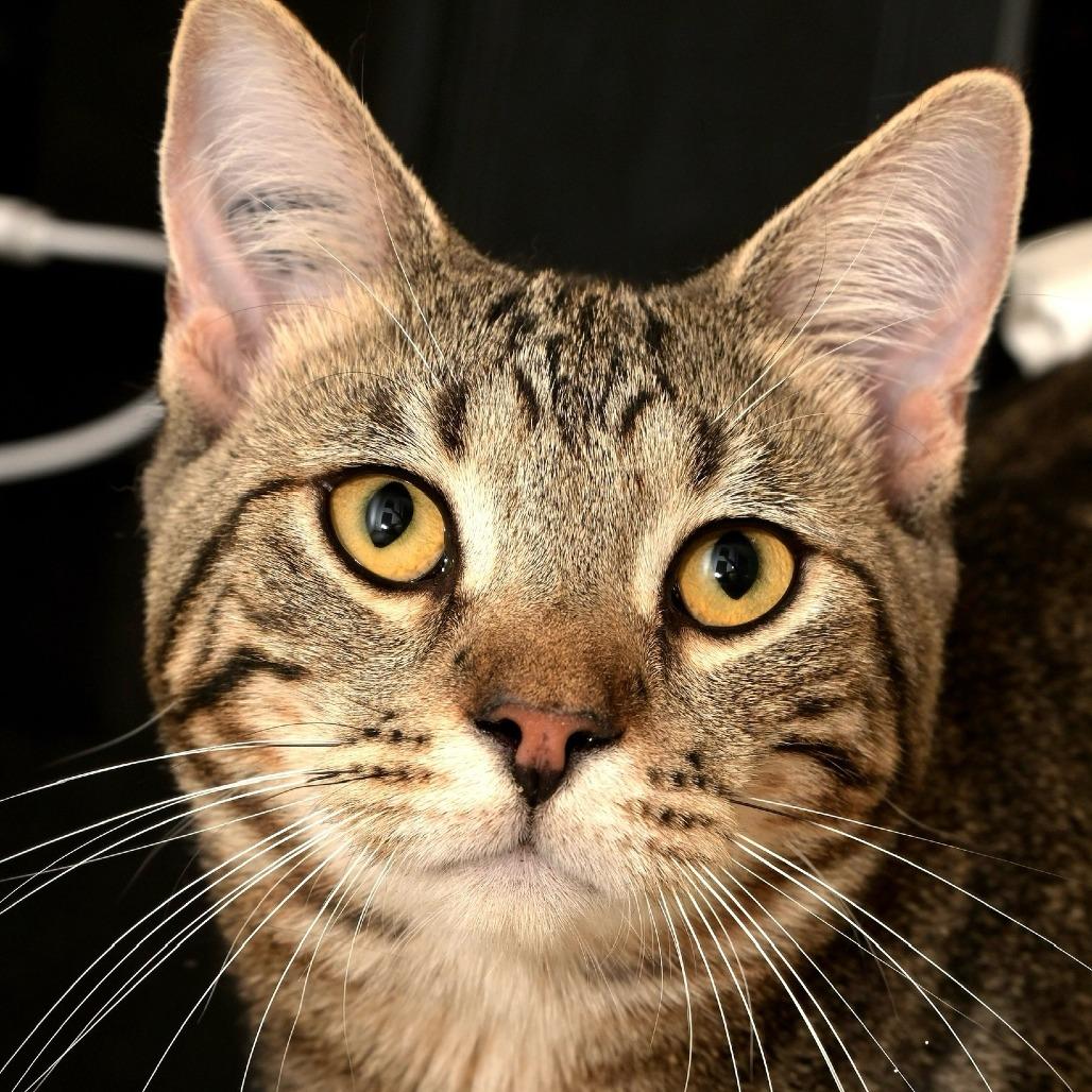 Lizzy, a Adoptable Domestic Short Hair in Chilliwack, BC image 1/2