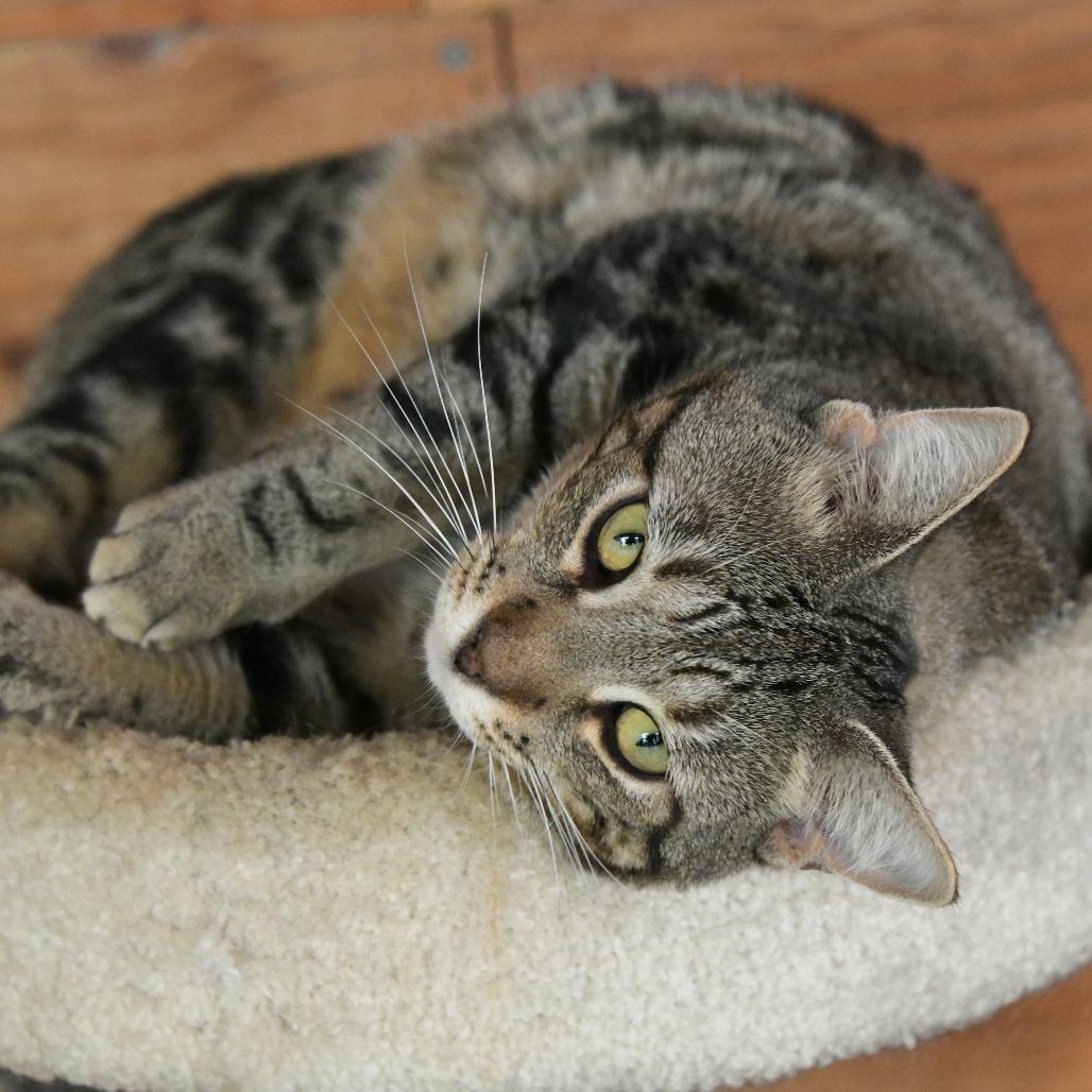 Lizzy, a Adoptable Domestic Short Hair in Chilliwack, BC image 2/2