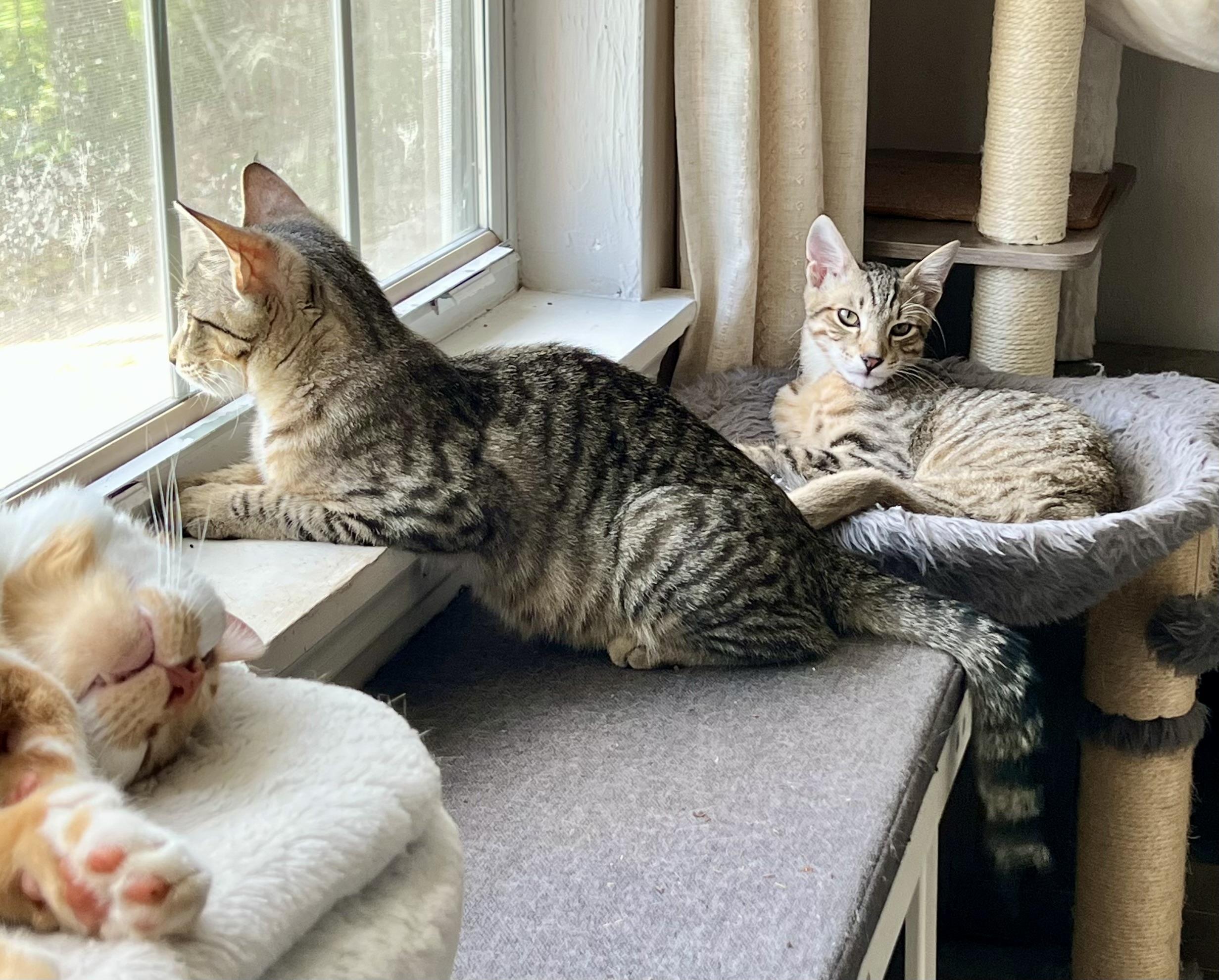Enlarge Juice , a Adoptable Tabby in Tallahassee, FL image 5/6