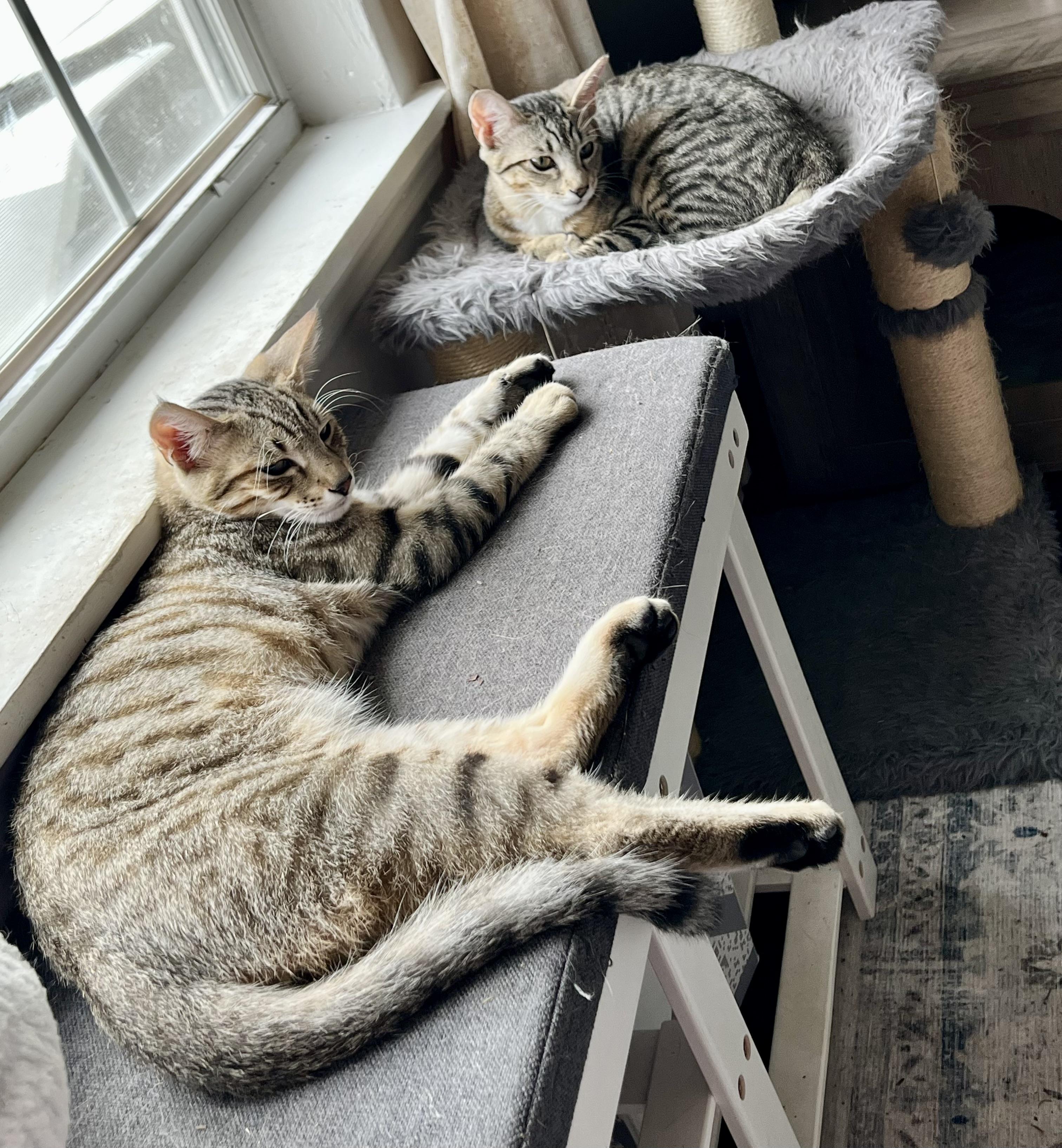 Enlarge Juice , a Adoptable Tabby in Tallahassee, FL image 4/6