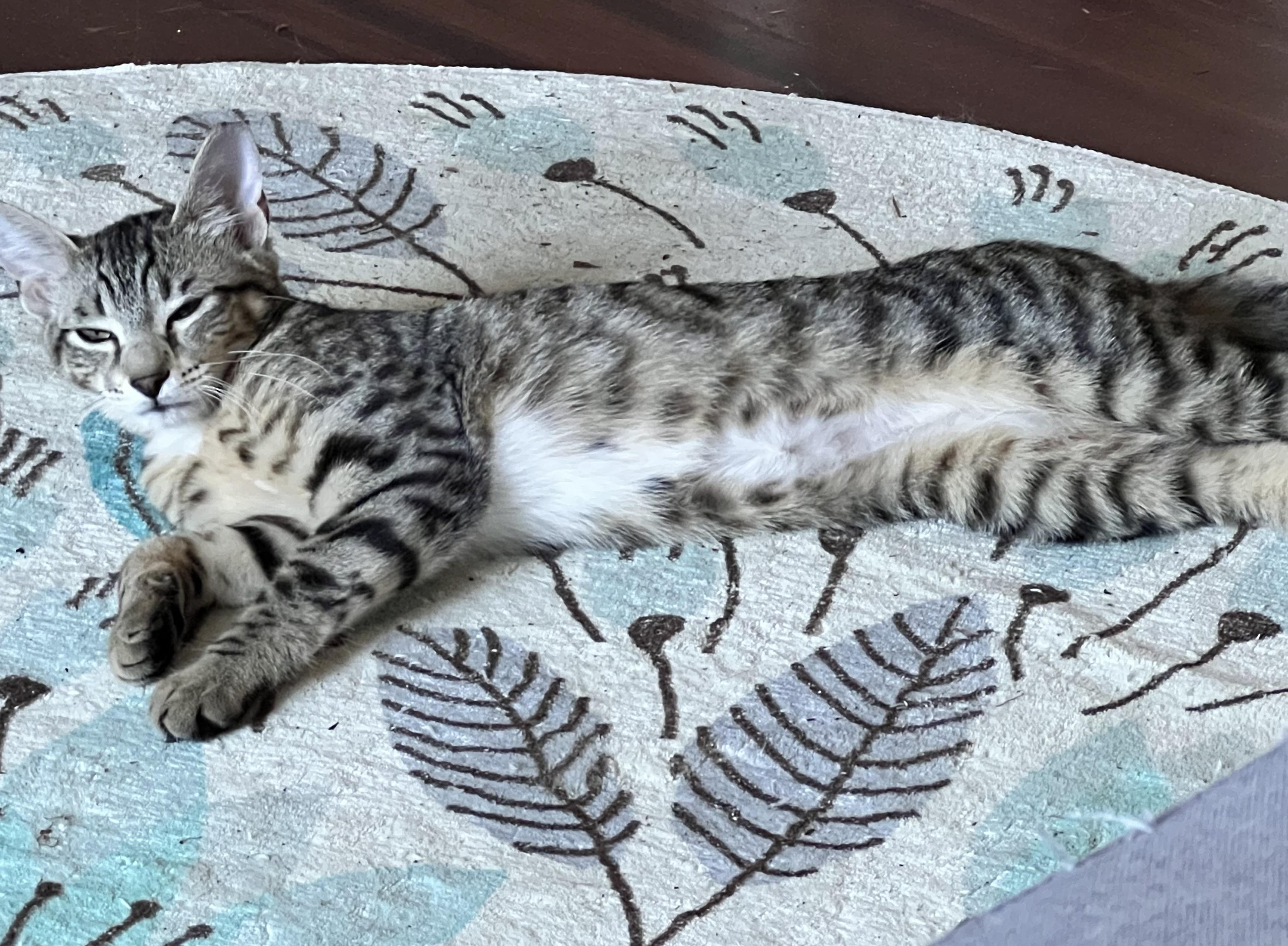 Enlarge Juice , a Adoptable Tabby in Tallahassee, FL image 2/6