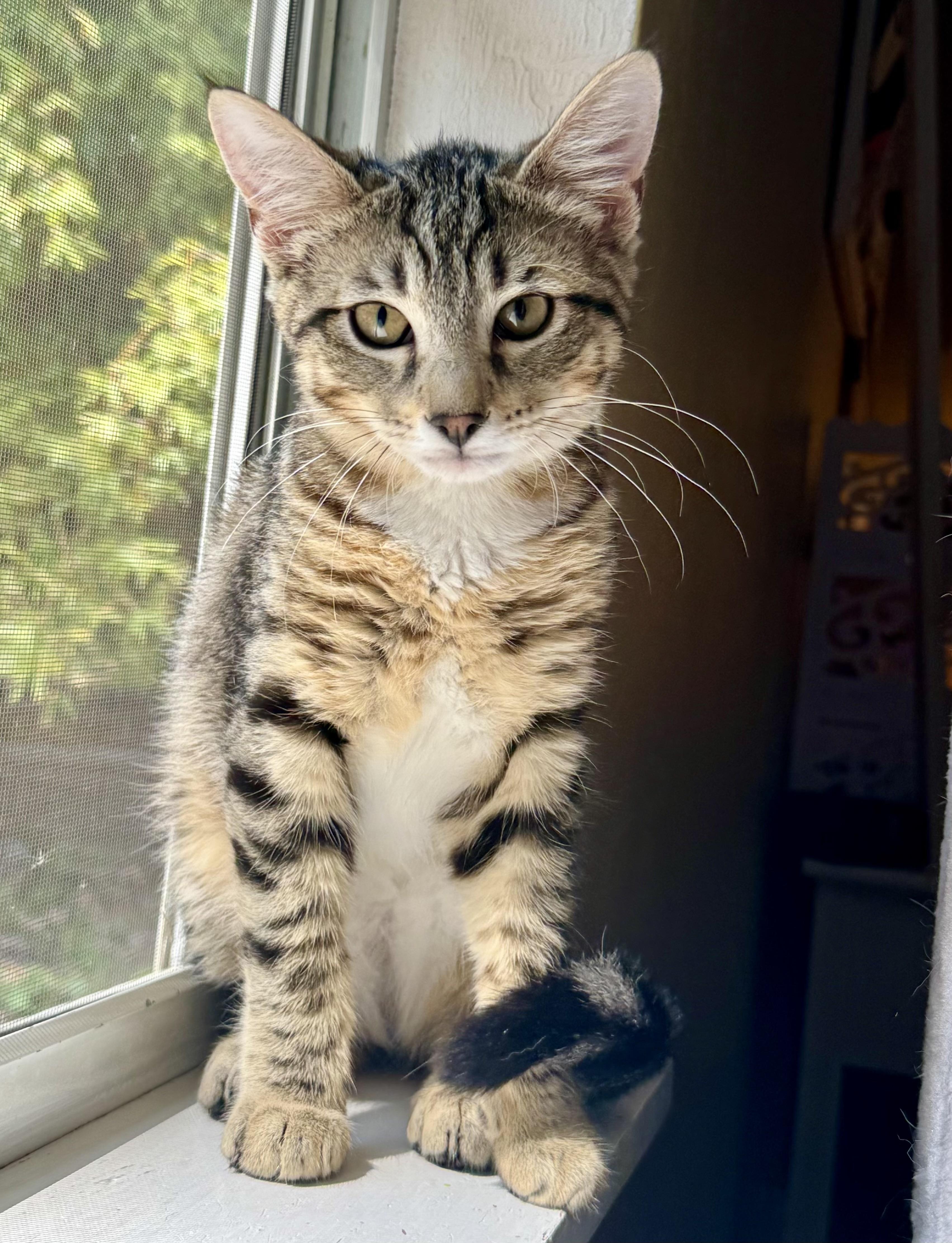 Enlarge Juice , a Adoptable Tabby in Tallahassee, FL image 1/6
