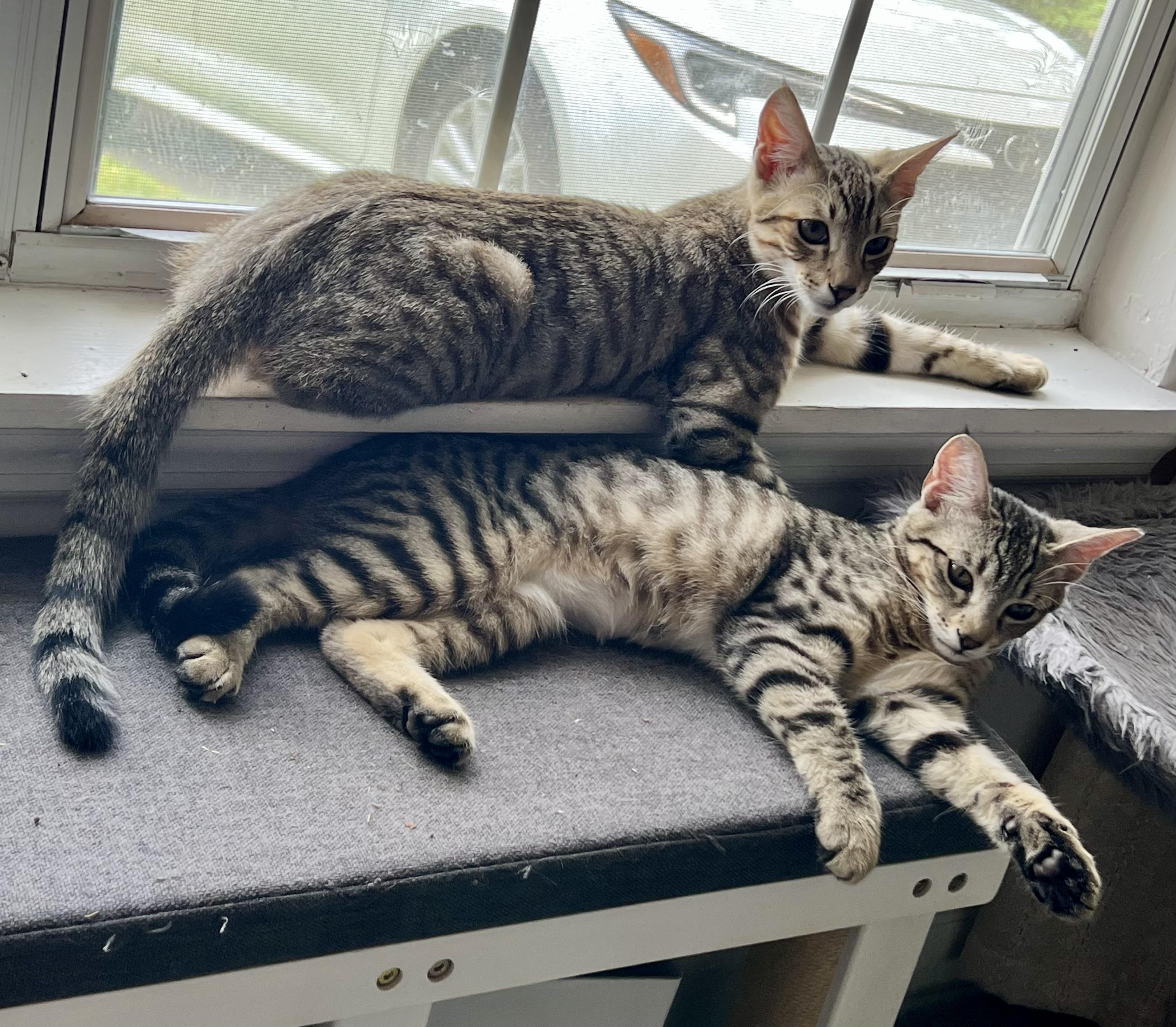 Enlarge Juice , a Adoptable Tabby in Tallahassee, FL image 6/6