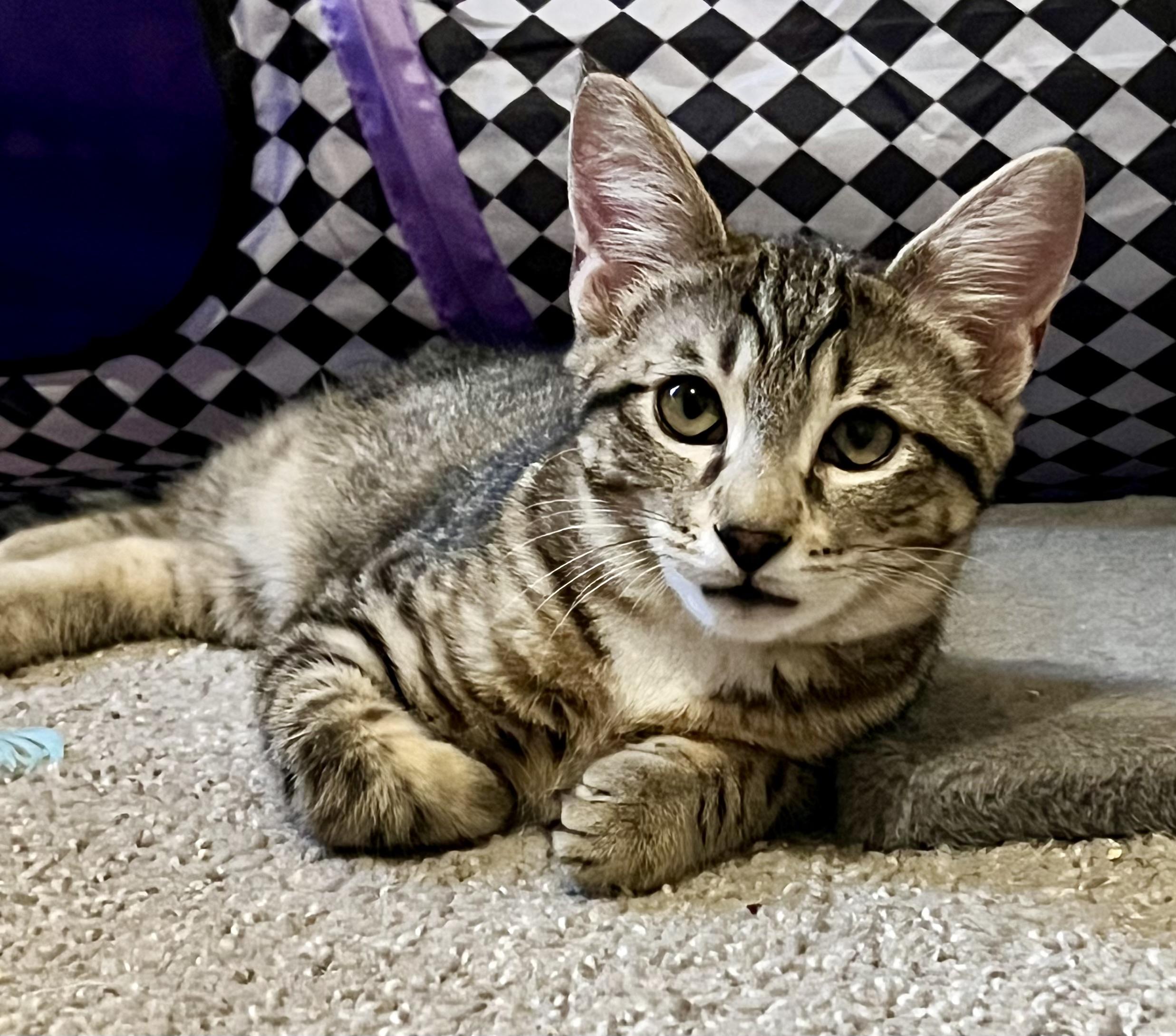 Enlarge Juice , a Adoptable Tabby in Tallahassee, FL image 3/6