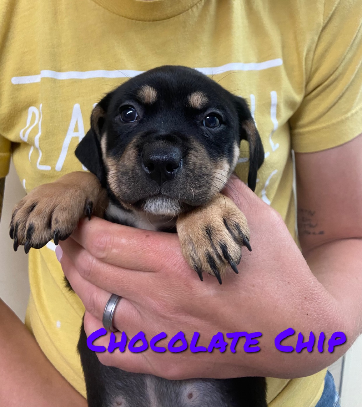 Dog for adoption Chocolate Chip, an Australian Shepherd in Hiawatha
