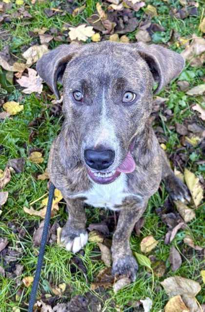 Lenny, a Adoptable Mixed Breed in New Albany, IN image 1/3