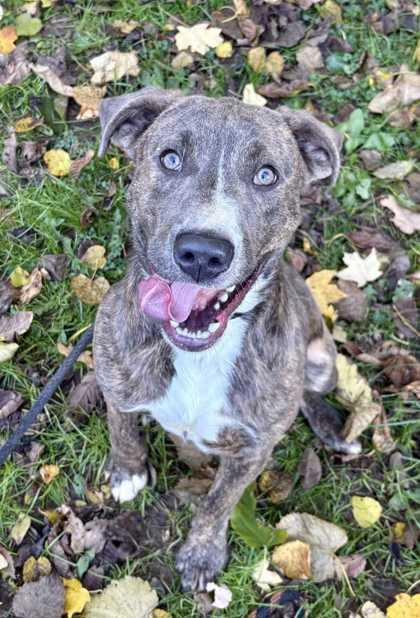 Lenny, a Adoptable Mixed Breed in New Albany, IN image 2/3