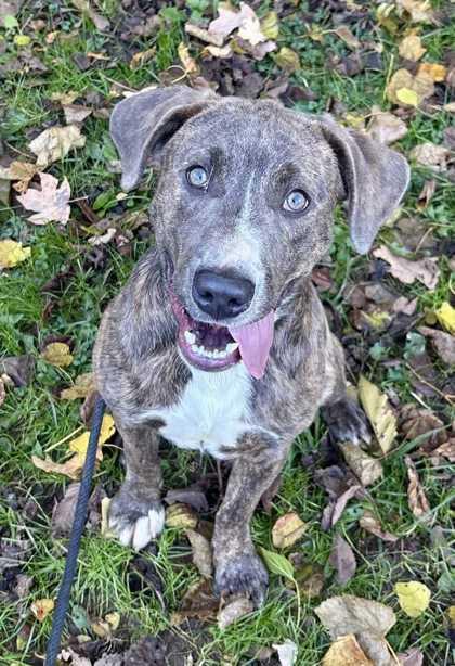 Lenny, a Adoptable Mixed Breed in New Albany, IN image 3/3
