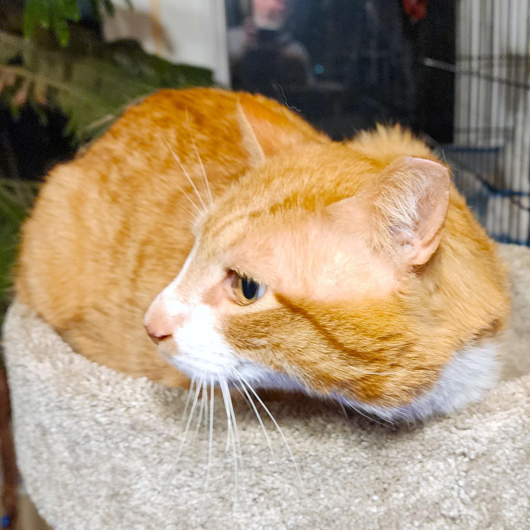 SRIRACHA - BIG BENGAL BOY! photo 4