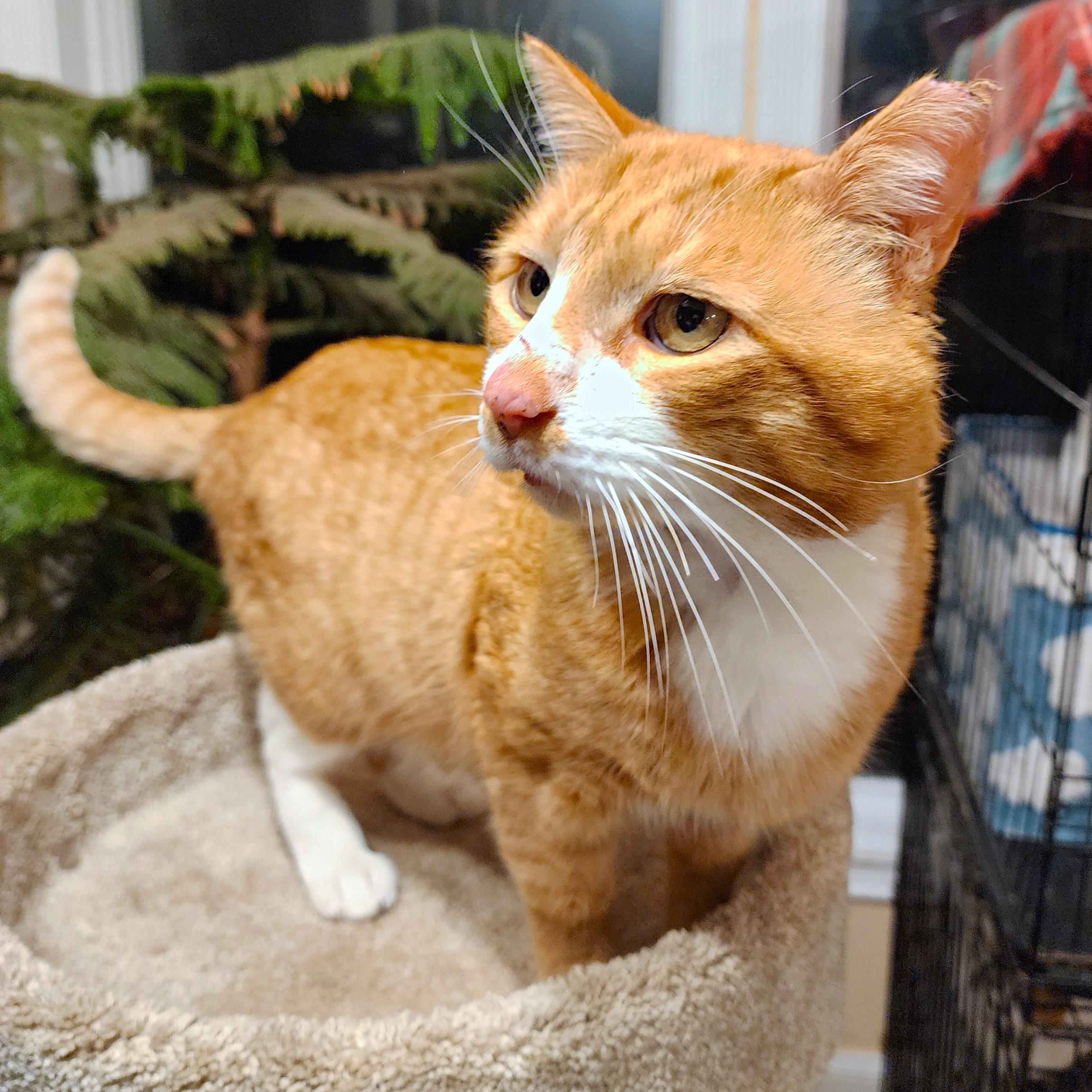 SRIRACHA - BIG BENGAL BOY! photo 2