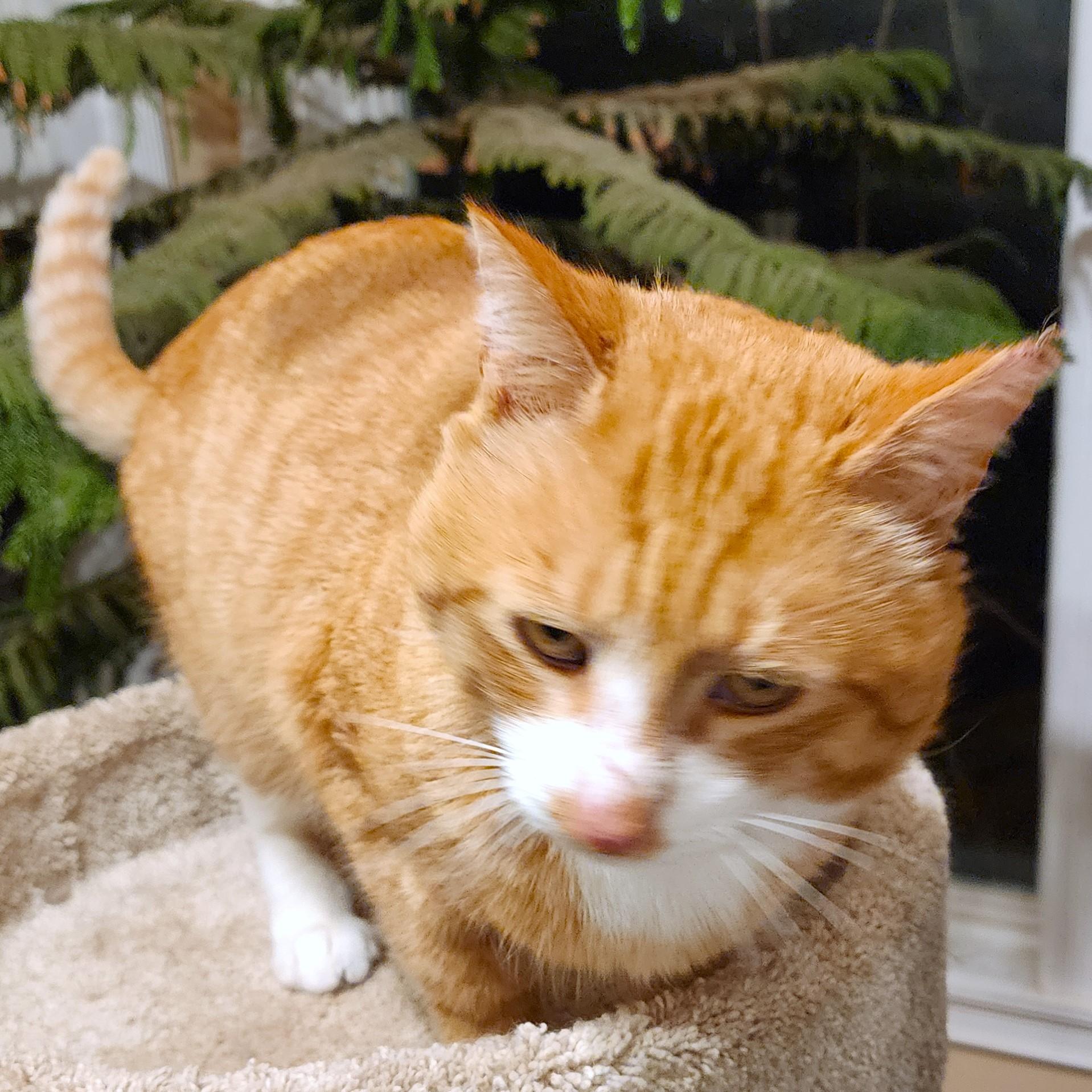 SRIRACHA - BIG BENGAL BOY! photo 3