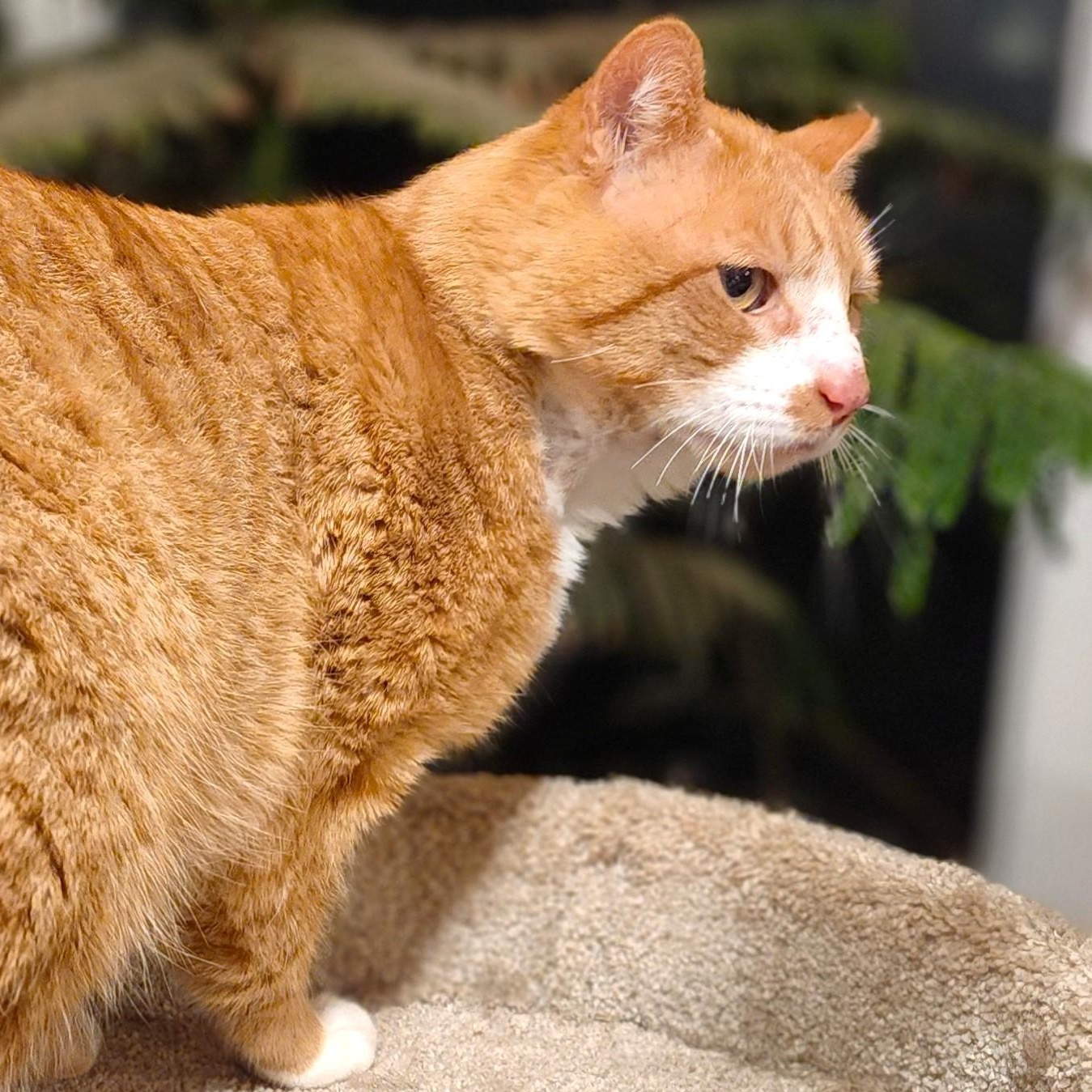 SRIRACHA - BIG BENGAL BOY! photo 6