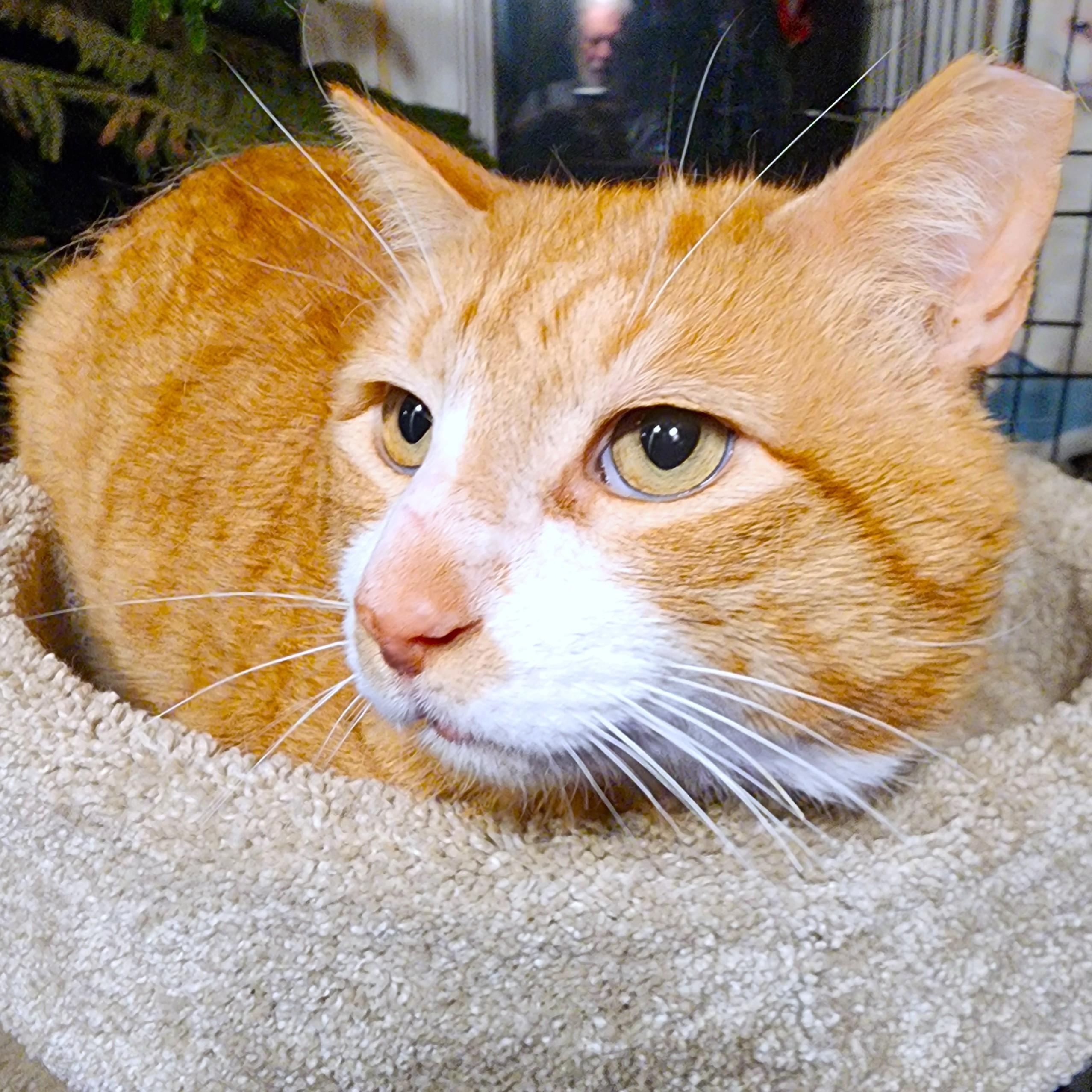 SRIRACHA - BIG BENGAL BOY!, Adult Male Bengal