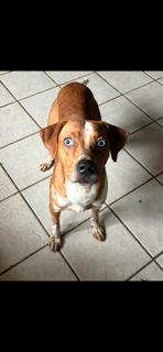 Enlarge Outstanding Officer Doofy, a Adoptable mixed breed in Randolph, MA image 1/5