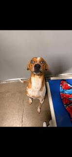 Enlarge Outstanding Officer Doofy, a Adoptable mixed breed in Randolph, MA image 4/5