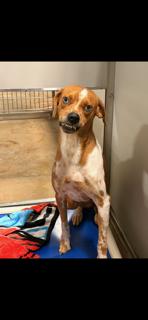 Enlarge Outstanding Officer Doofy, a Adoptable mixed breed in Randolph, MA image 5/5