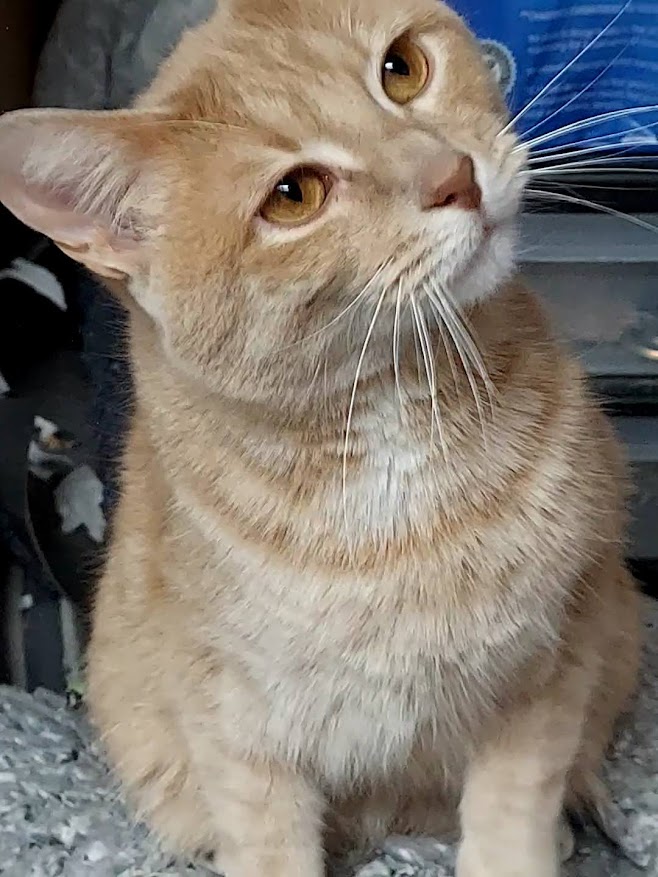 Scarlett, a Adoptable Domestic Short Hair in Salt Lake City, UT image 2/6