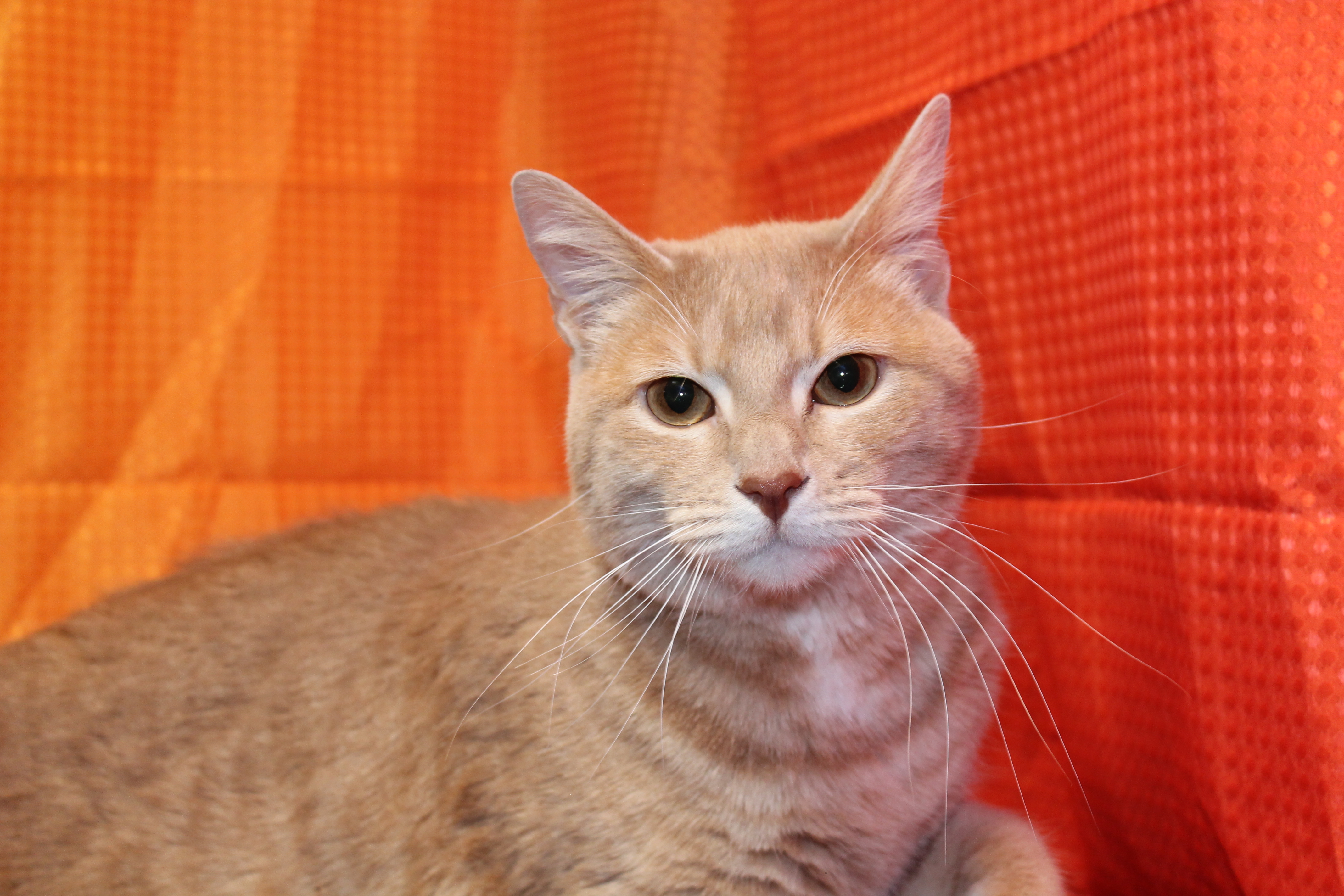 Scarlett, a Adoptable Domestic Short Hair in Salt Lake City, UT image 3/6
