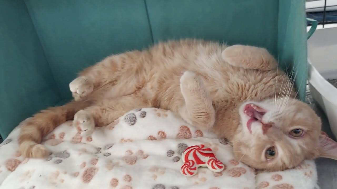 Scarlett, a Adoptable Domestic Short Hair in Salt Lake City, UT image 6/6