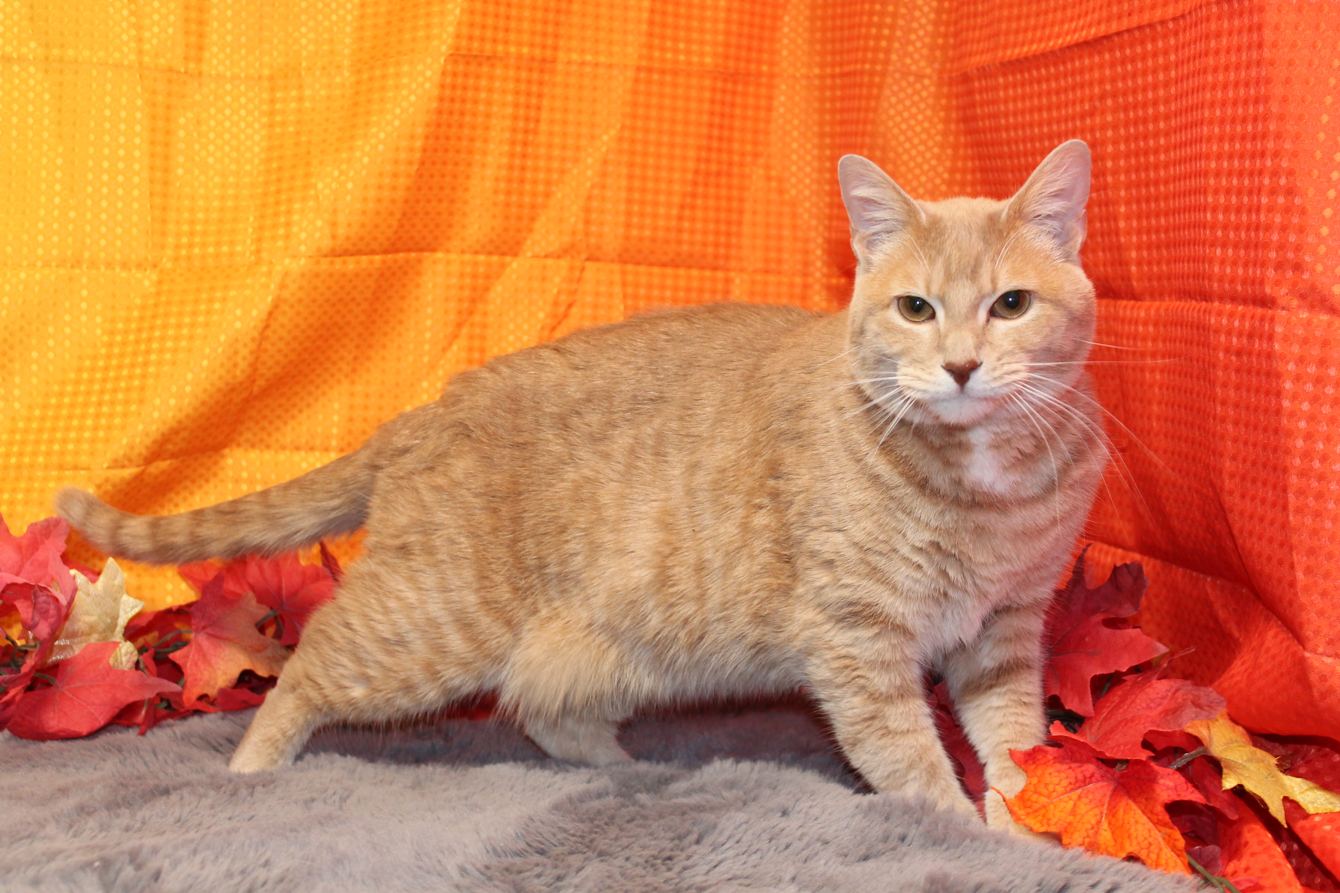 Scarlett, a Adoptable Domestic Short Hair in Salt Lake City, UT image 1/6