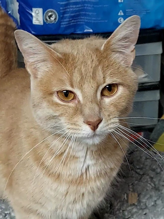 Scarlett, a Adoptable Domestic Short Hair in Salt Lake City, UT image 4/6