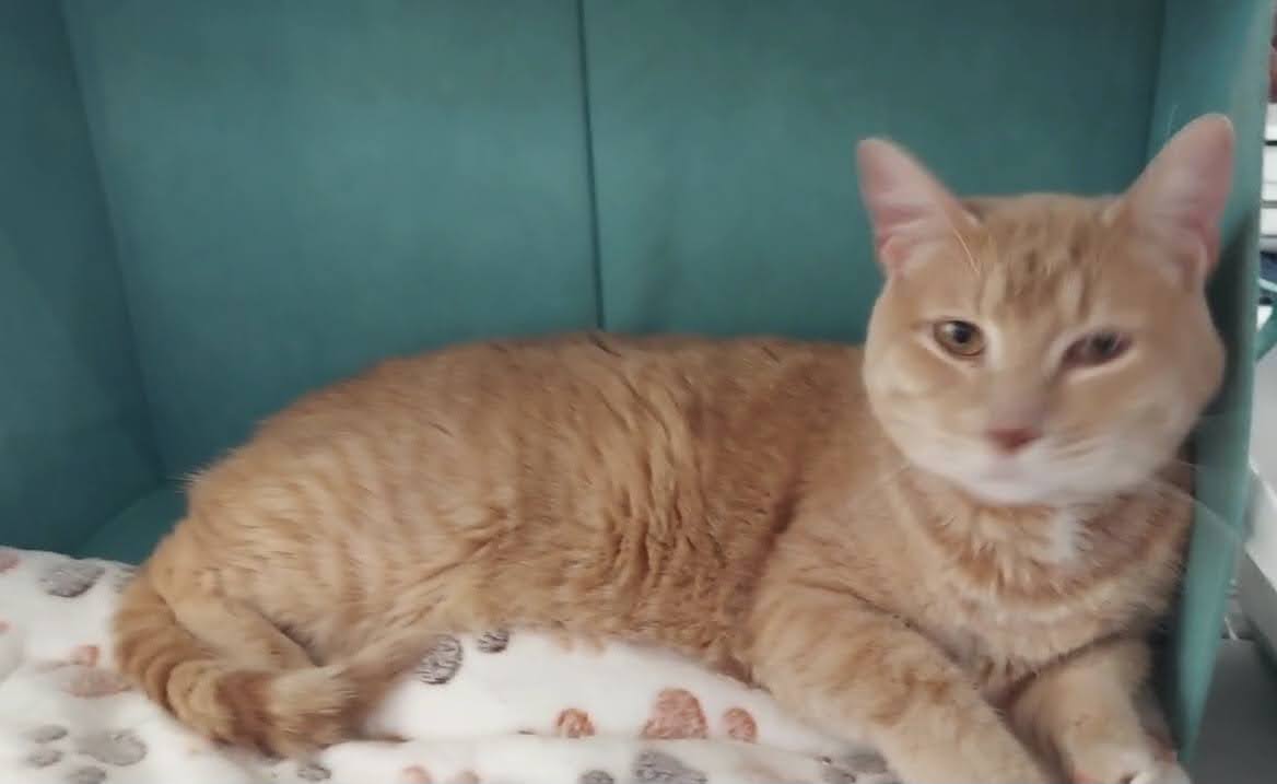 Scarlett, a Adoptable Domestic Short Hair in Salt Lake City, UT image 5/6