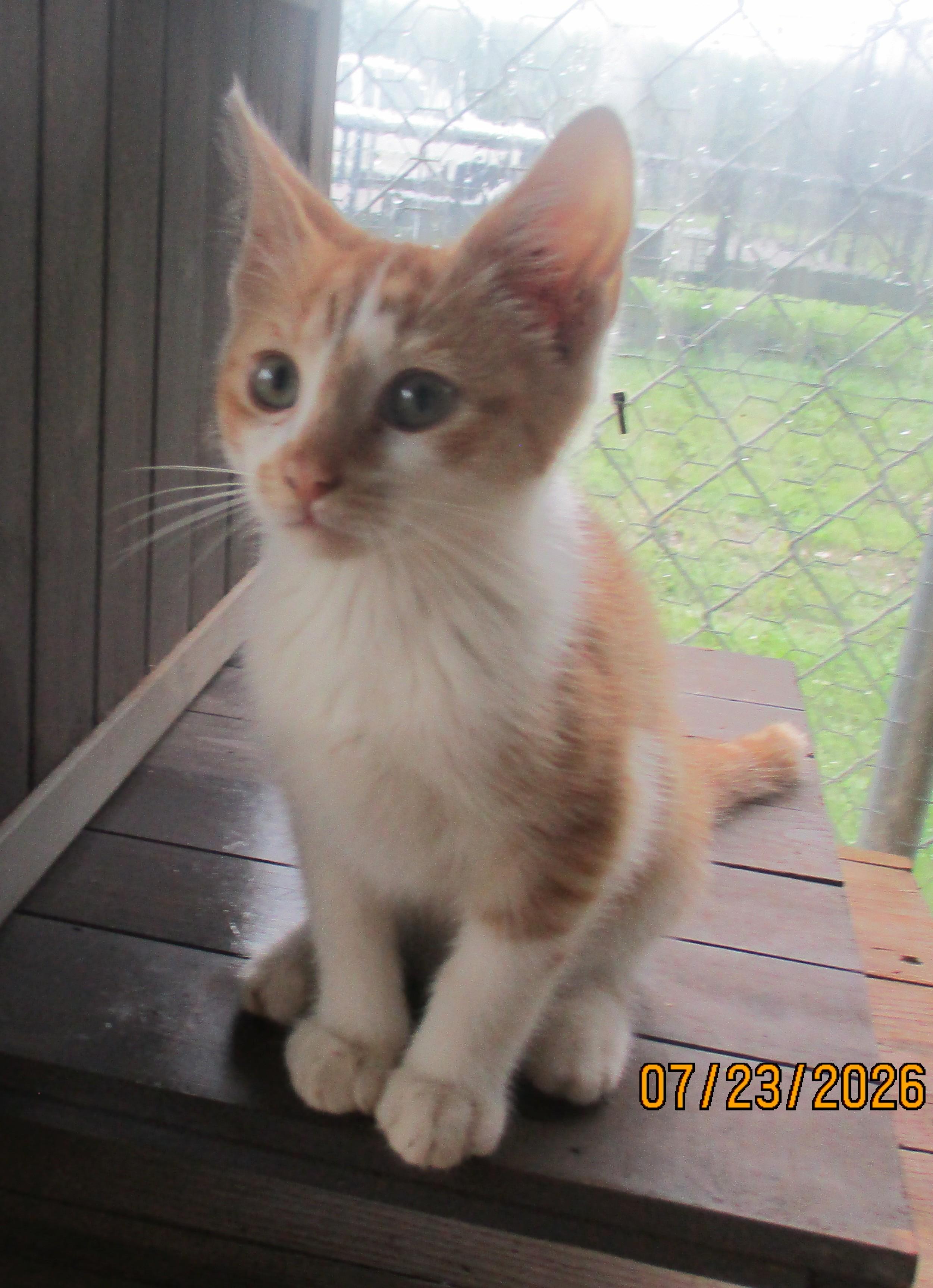 Enlarge REX, a Adoptable American Shorthair in Troutman, NC image 3/6