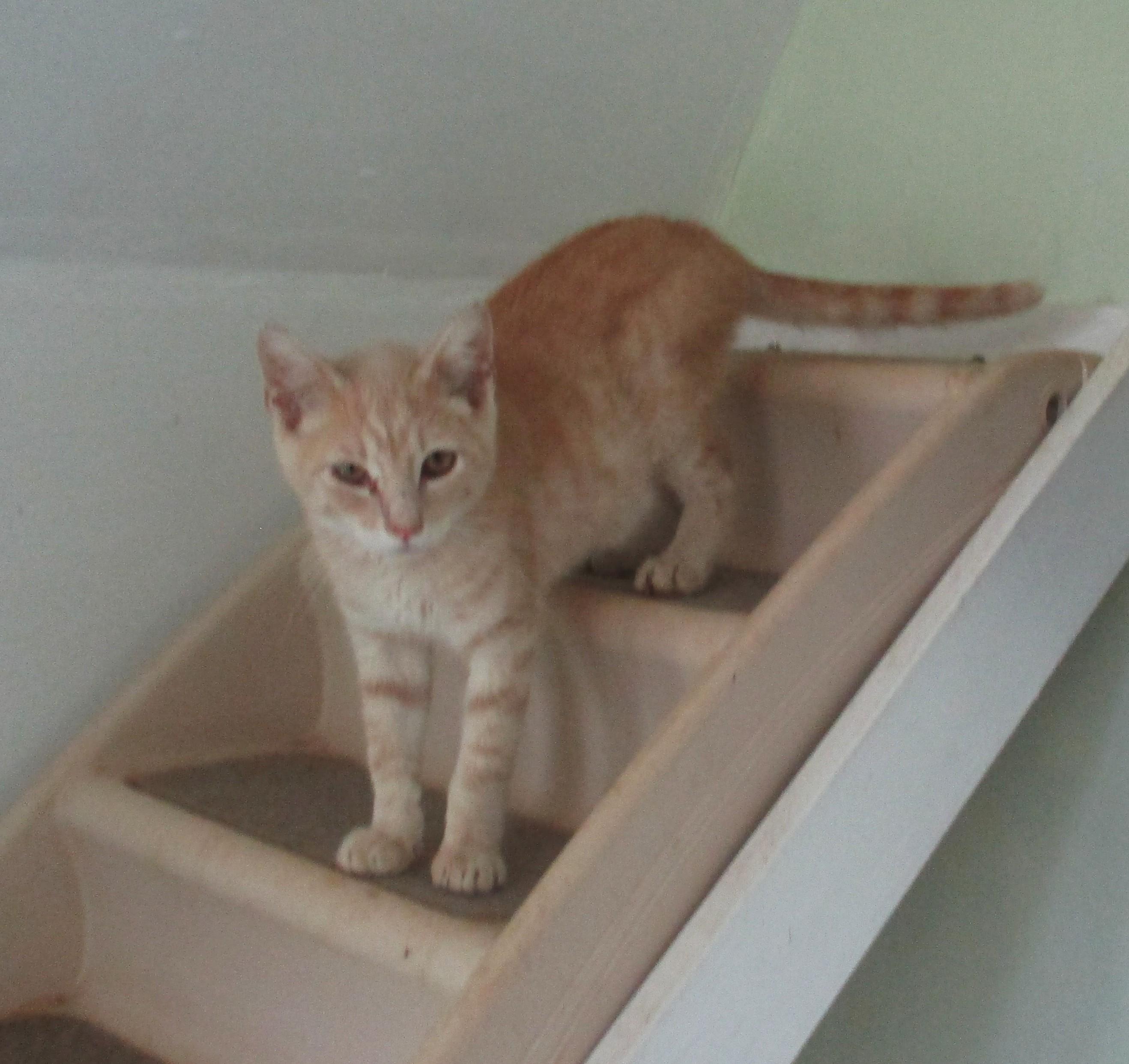 Enlarge REX, a Adoptable American Shorthair in Troutman, NC image 5/6