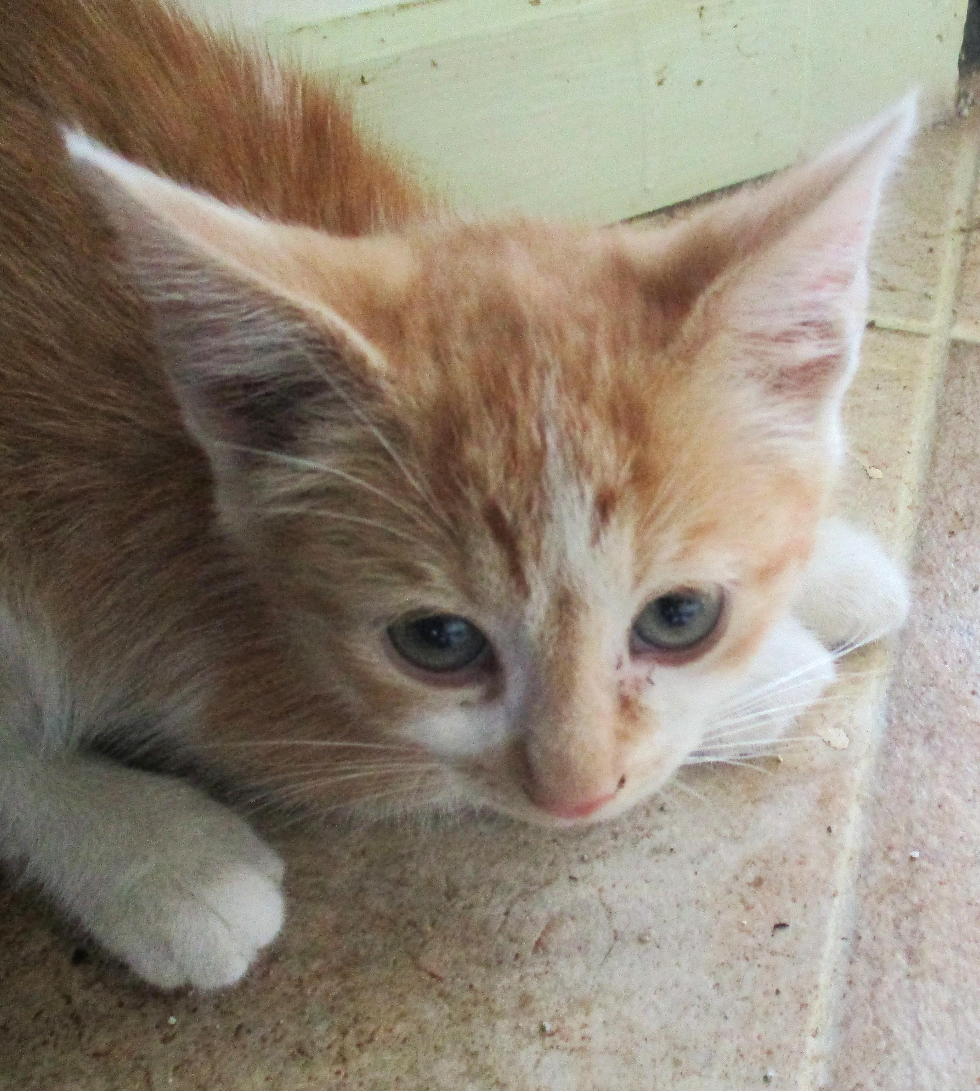 Enlarge REX, a Adoptable American Shorthair in Troutman, NC image 4/6