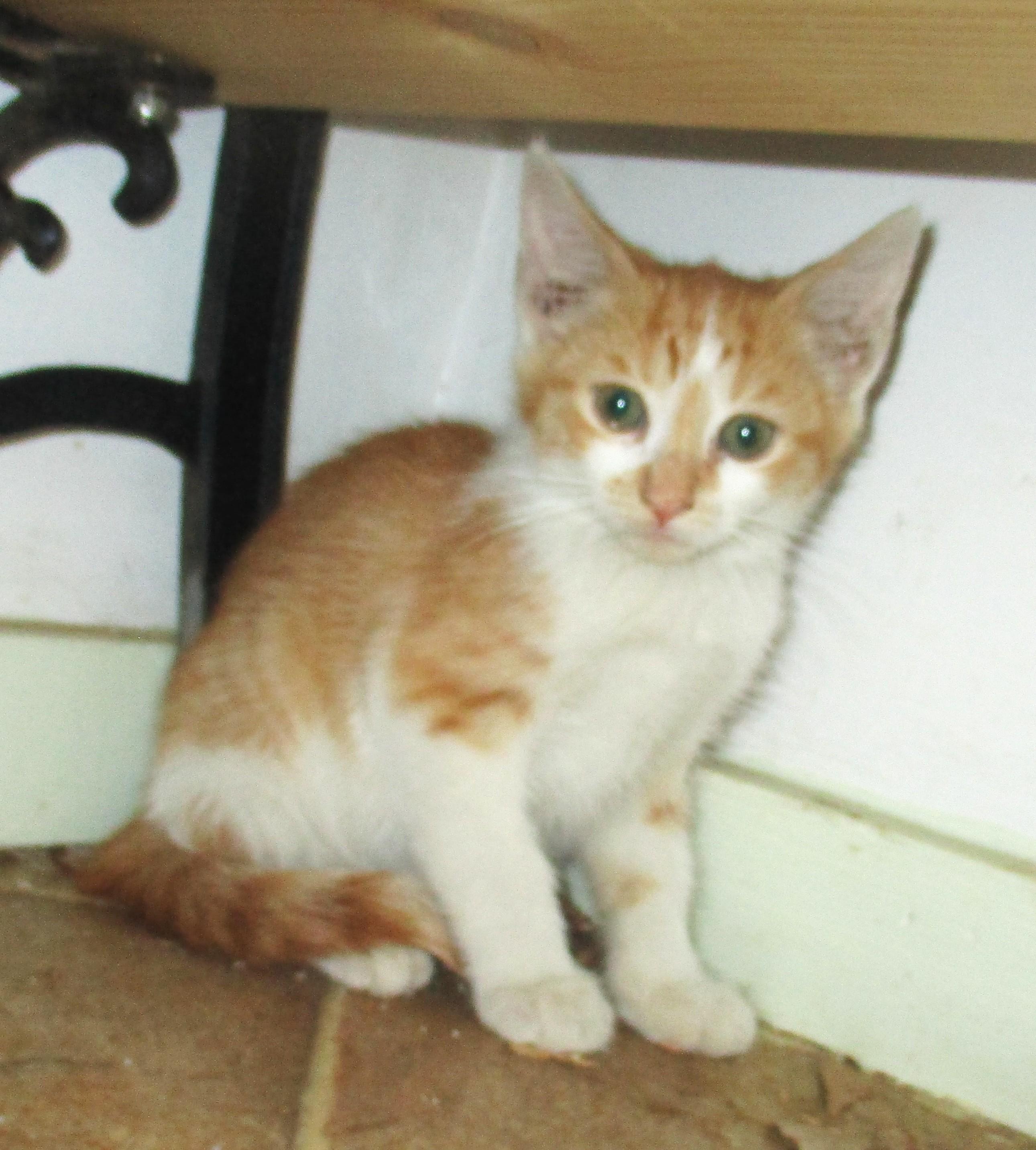 Enlarge REX, a Adoptable American Shorthair in Troutman, NC image 2/6