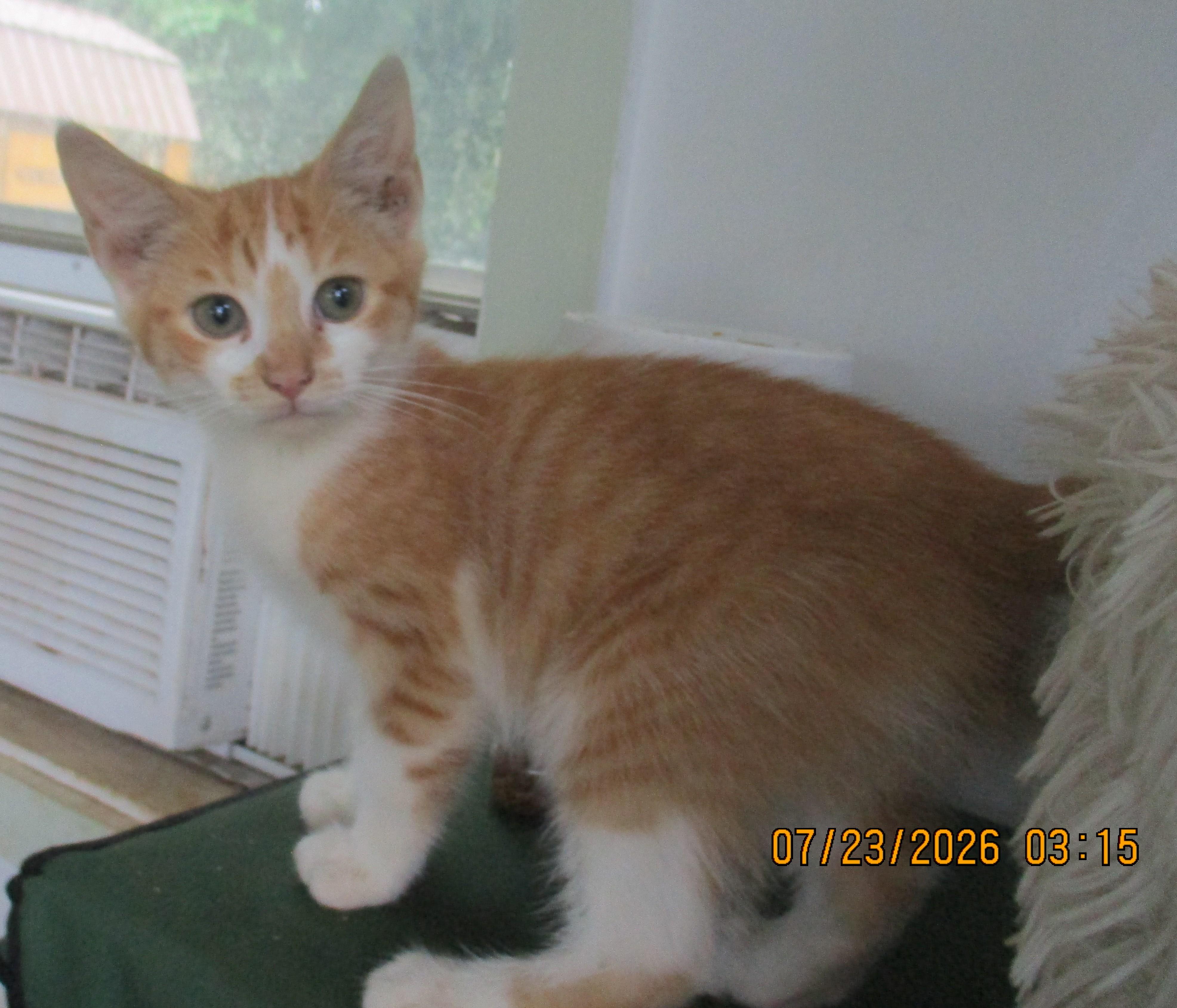 Enlarge REX, a Adoptable American Shorthair in Troutman, NC image 1/6