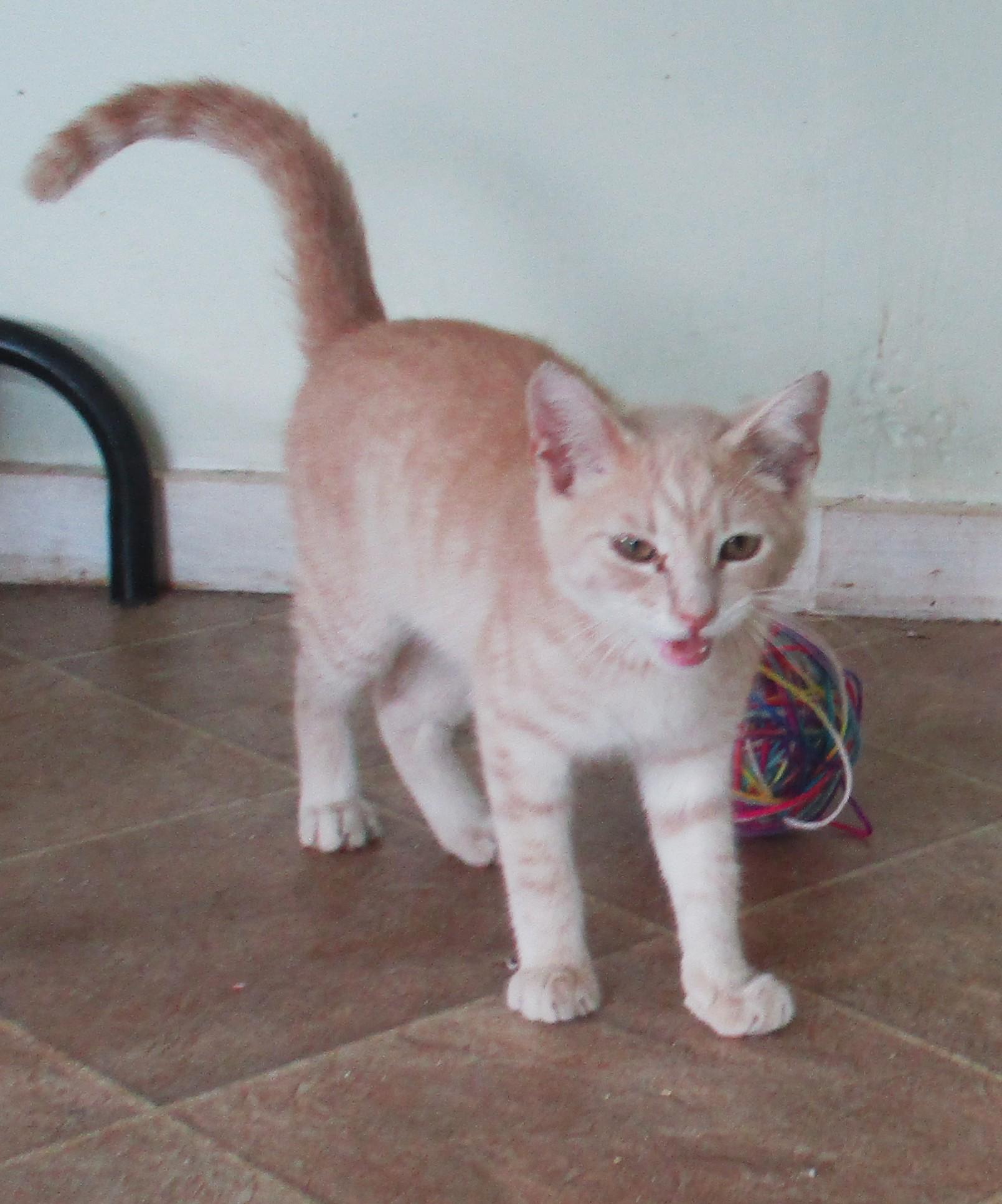 Enlarge REX, a Adoptable American Shorthair in Troutman, NC image 6/6
