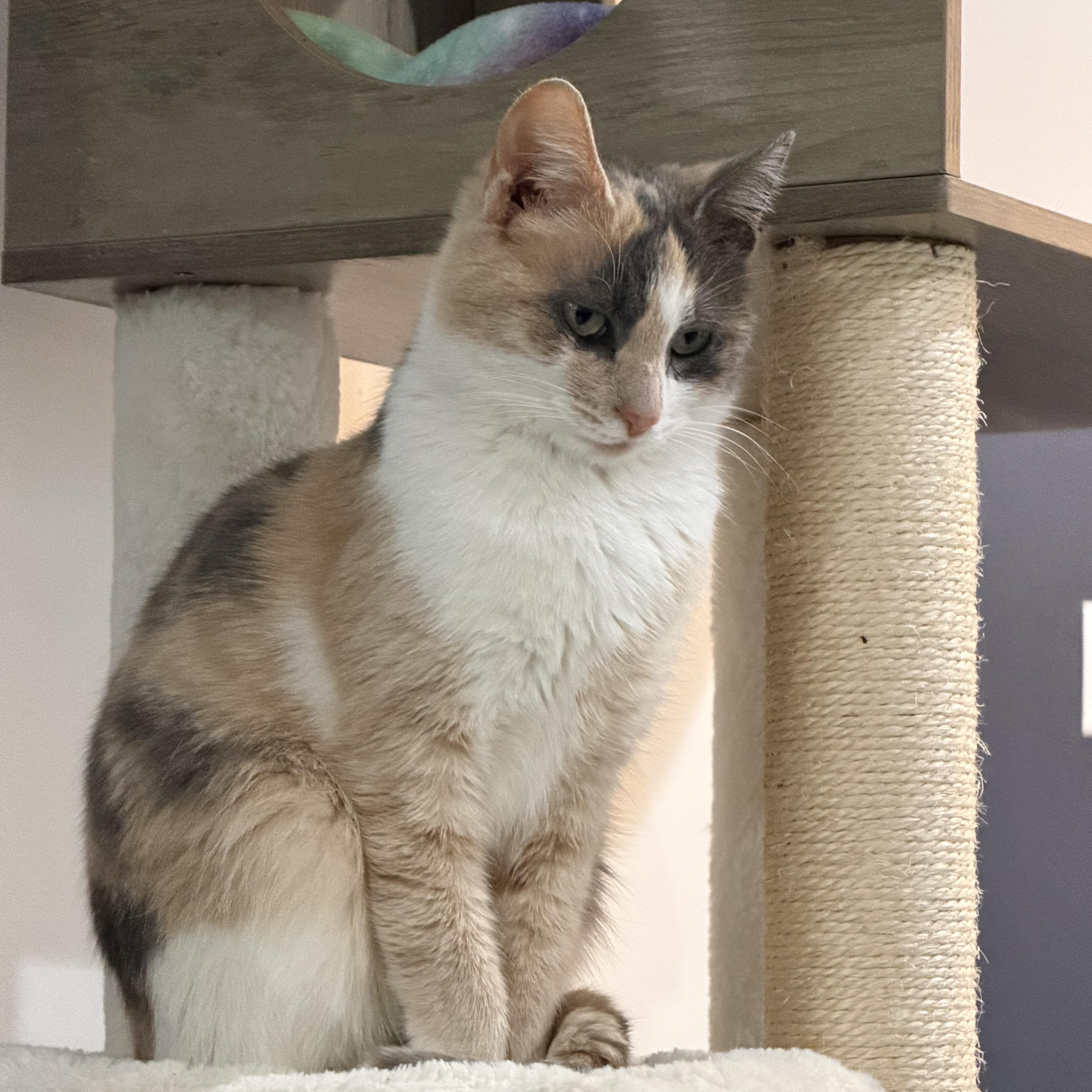 Enlarge Gwen, a ADOPTABLE Calico in CANONSBURG, PA image 2/6