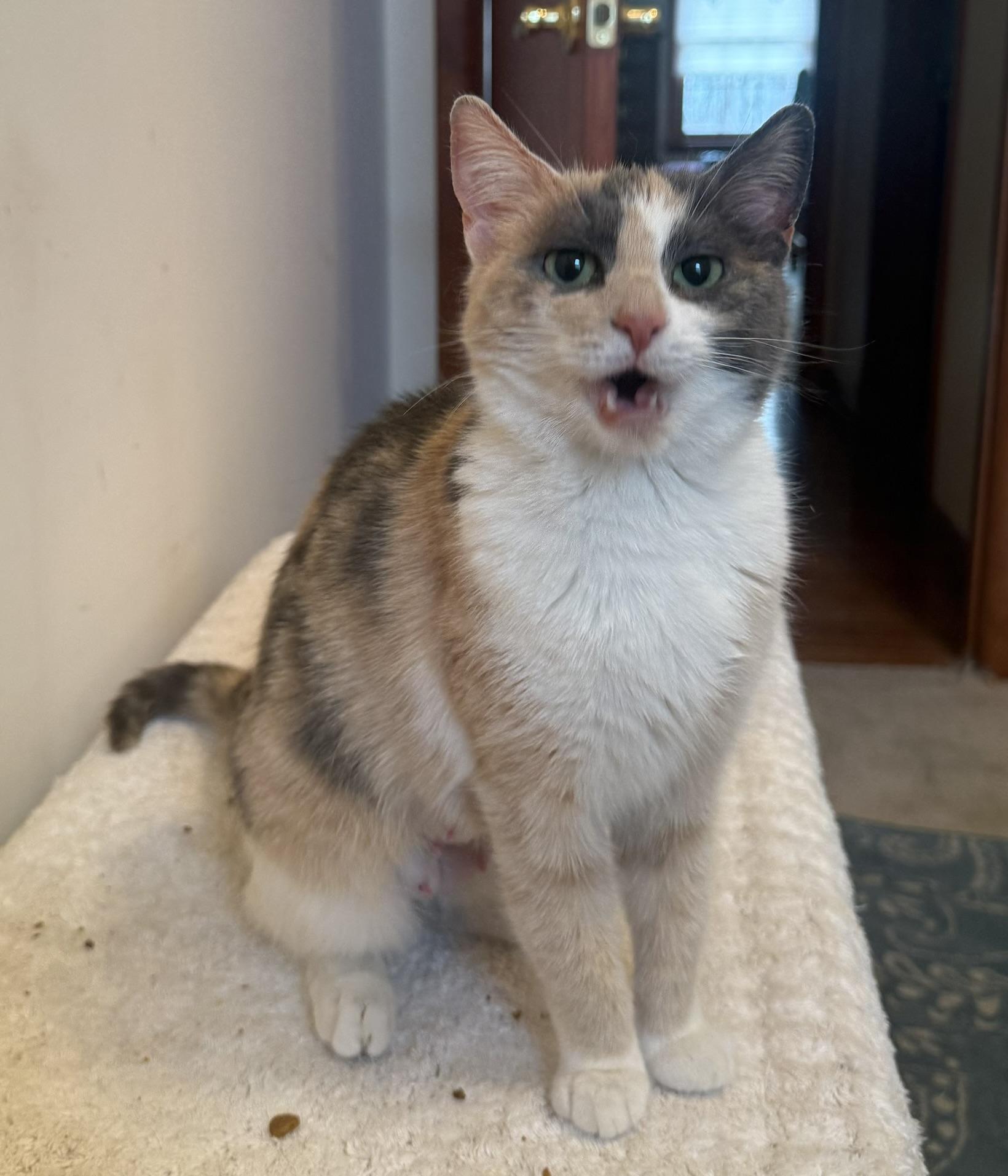 Enlarge Gwen, a ADOPTABLE Calico in CANONSBURG, PA image 5/6