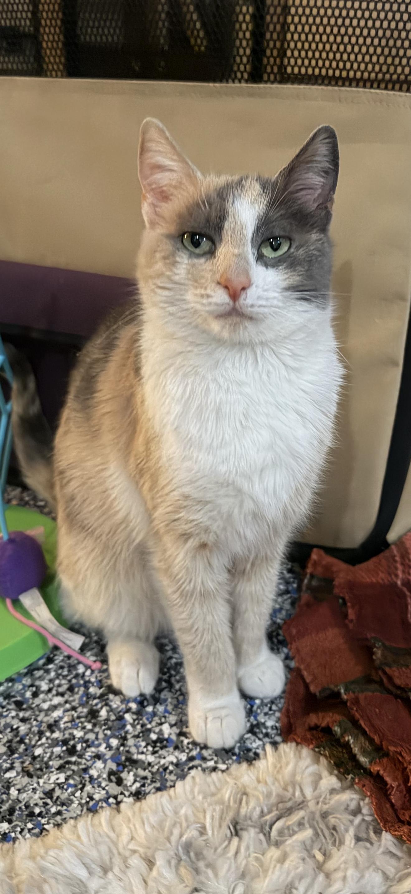 Gwen, ADOPTABLE, Kitten Female Calico.
