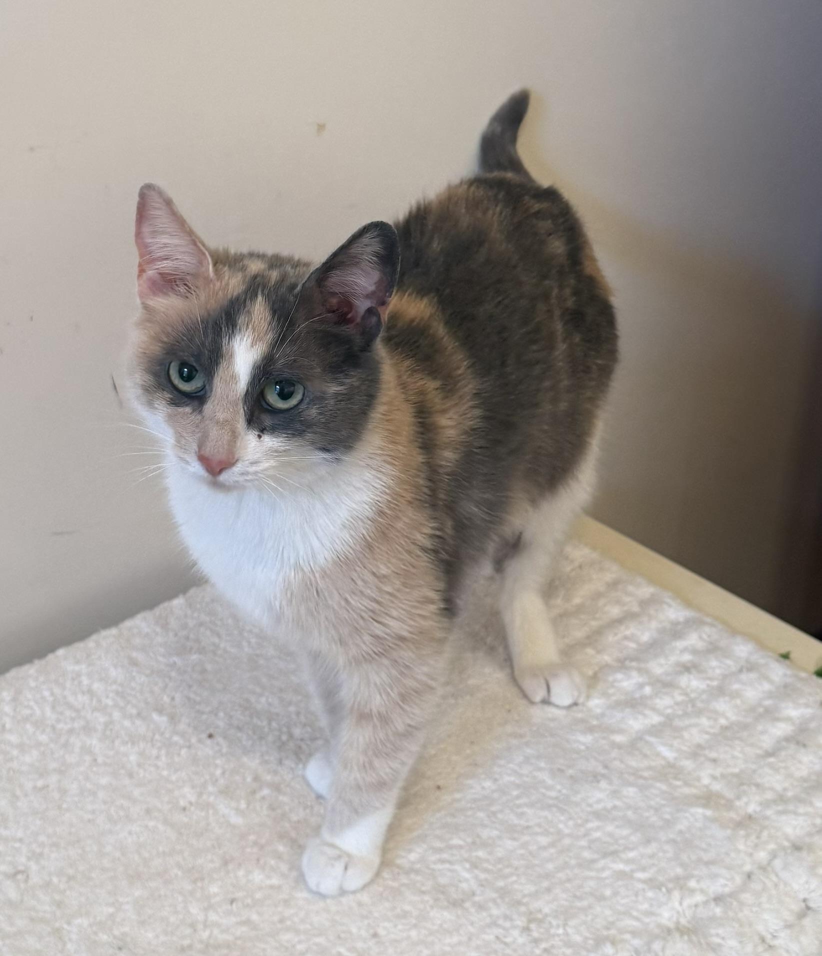 Enlarge Gwen, a ADOPTABLE Calico in CANONSBURG, PA image 6/6